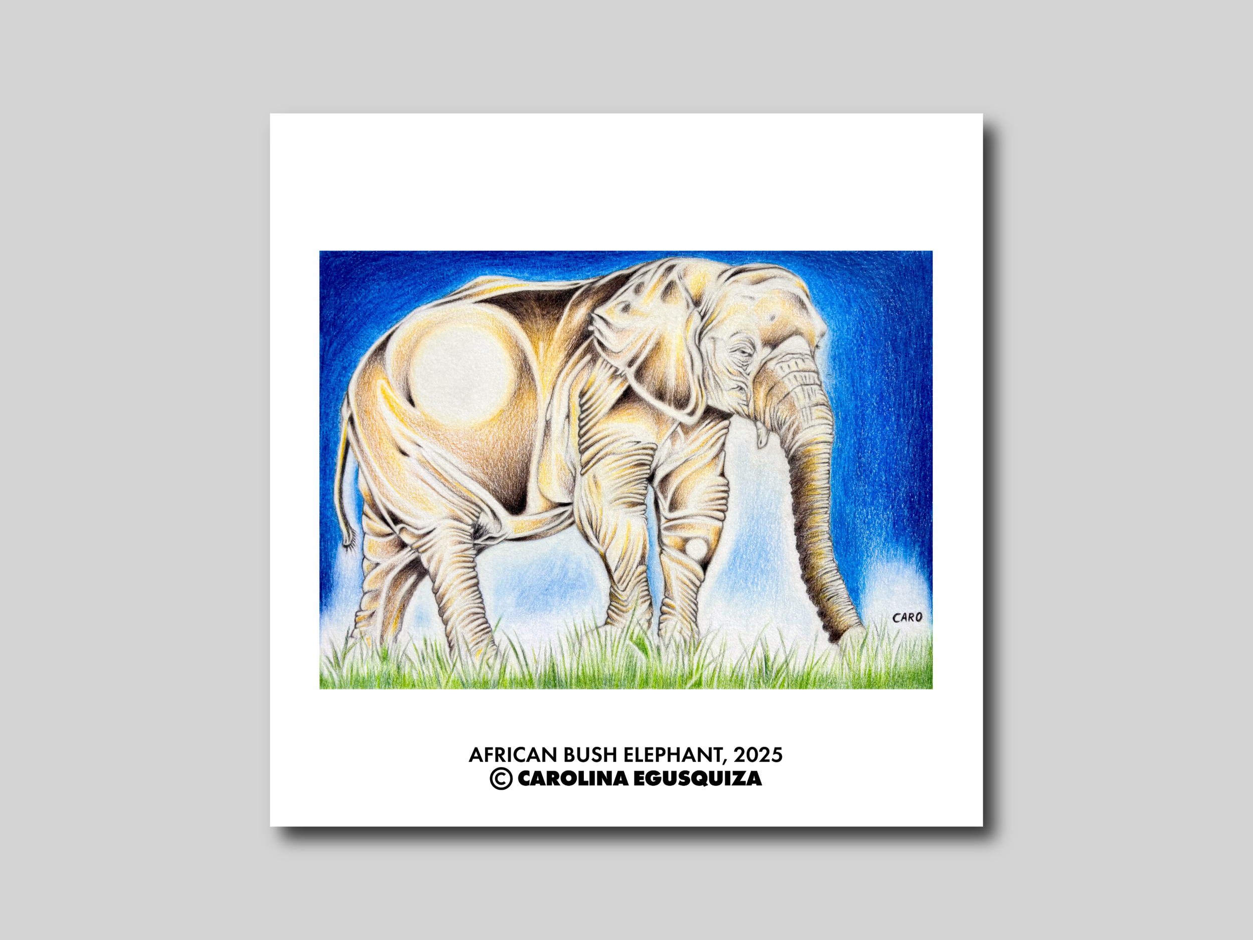 African Bush Elephant, Square Digital Display With Signature.PNG
