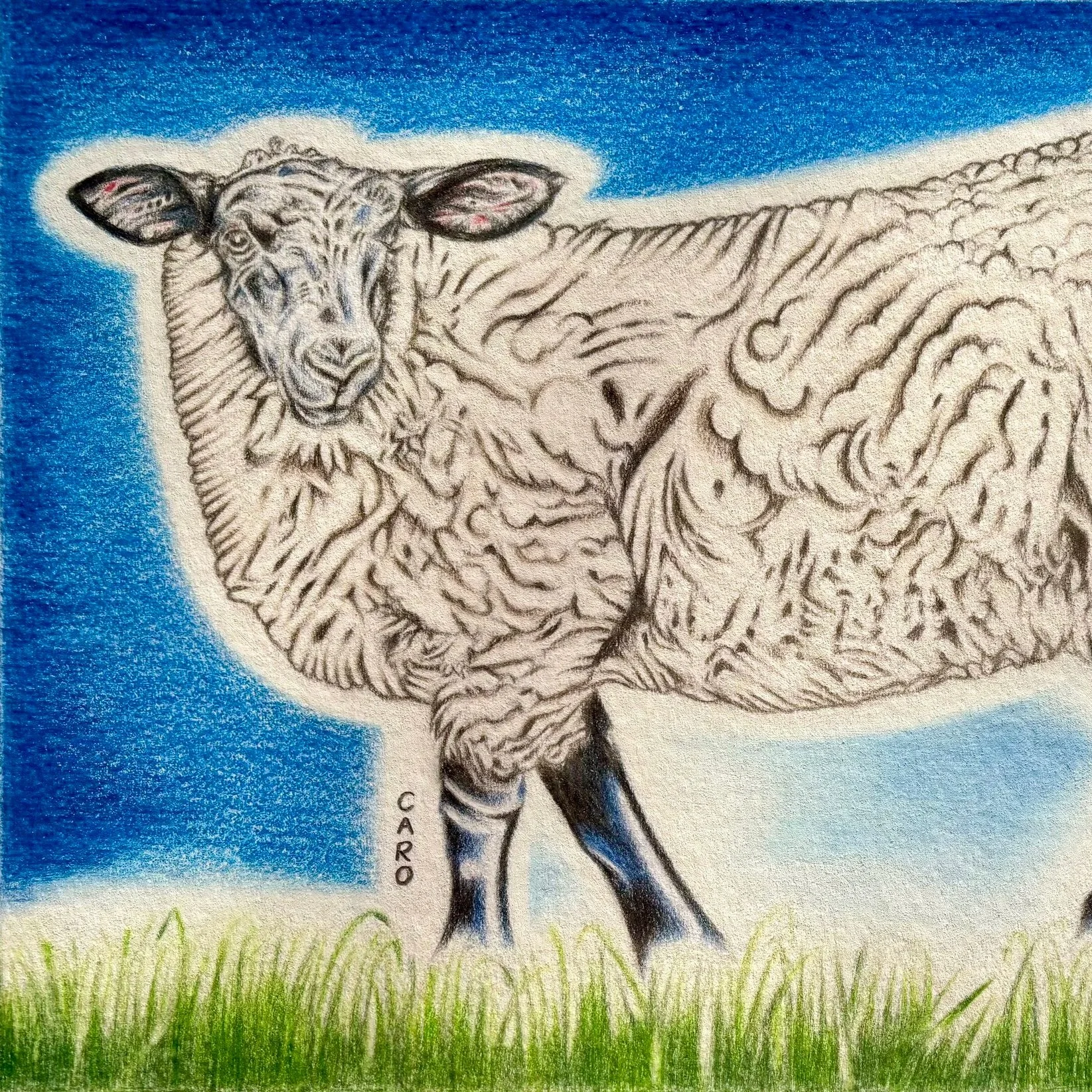 Suffolk Sheep Drawing