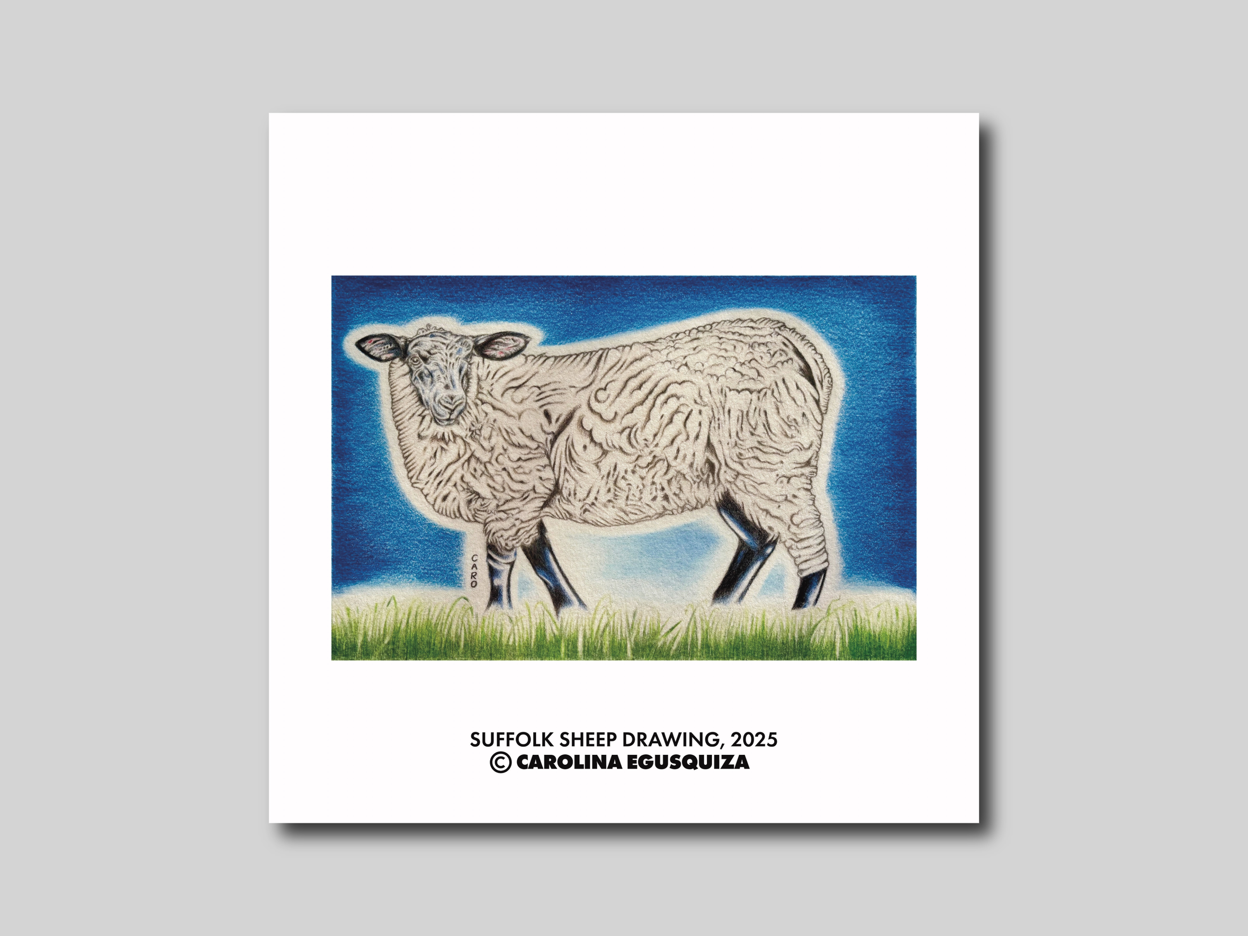 Suffolk Sheep Drawing, Digital Square Print Display, CMYK.PNG