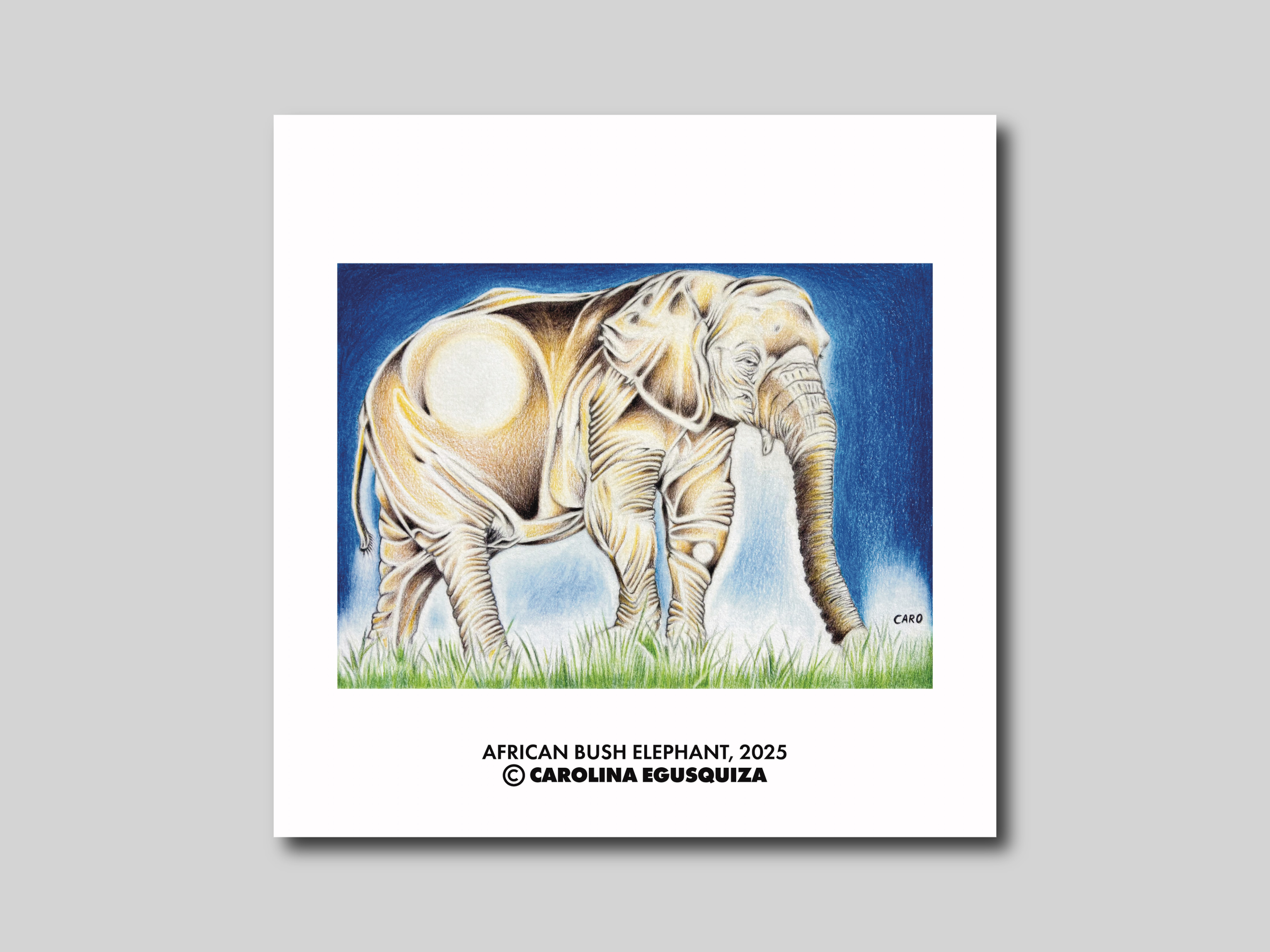African Bush Elephant, Digital Square Print Display, CMYK.PNG