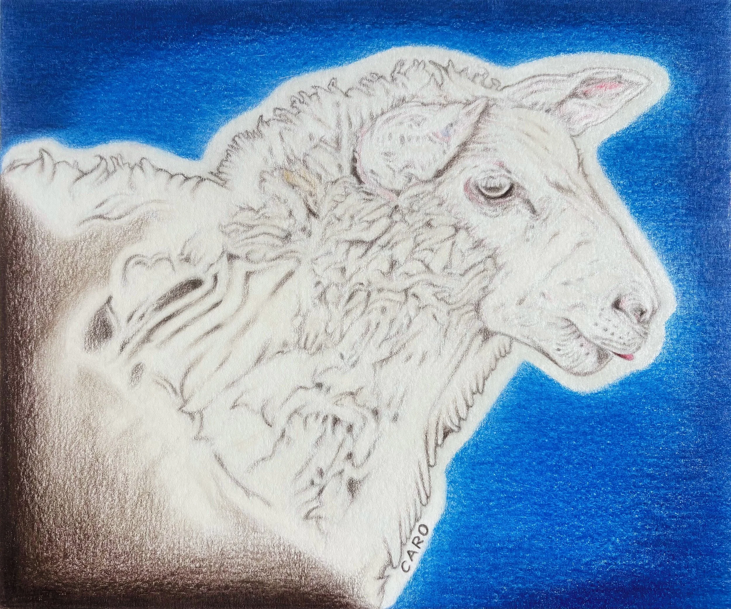 Pencil drawing of a sheep looking at one side