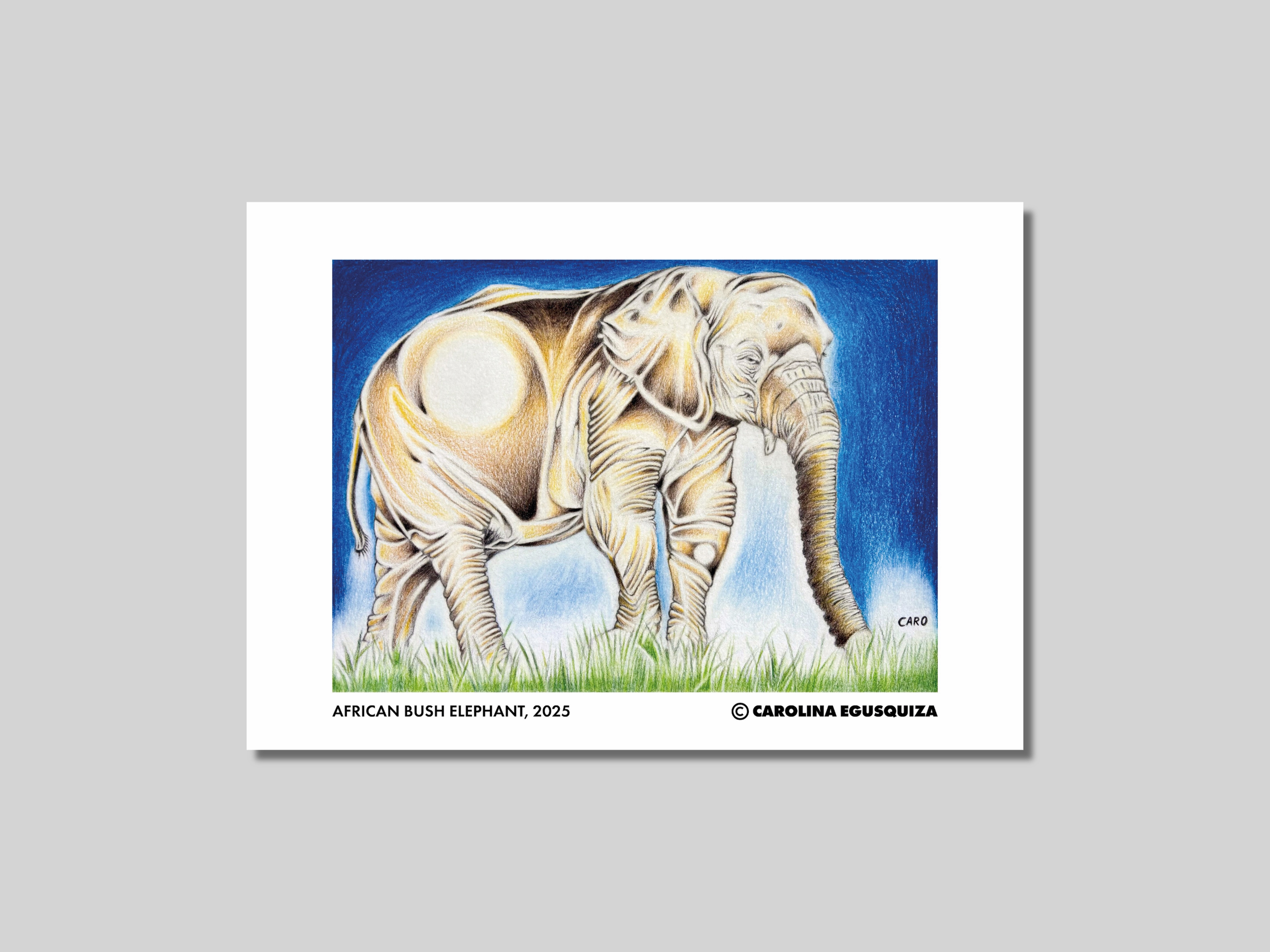 African Bush Elephant, CMYK Digital Print Display.PNG