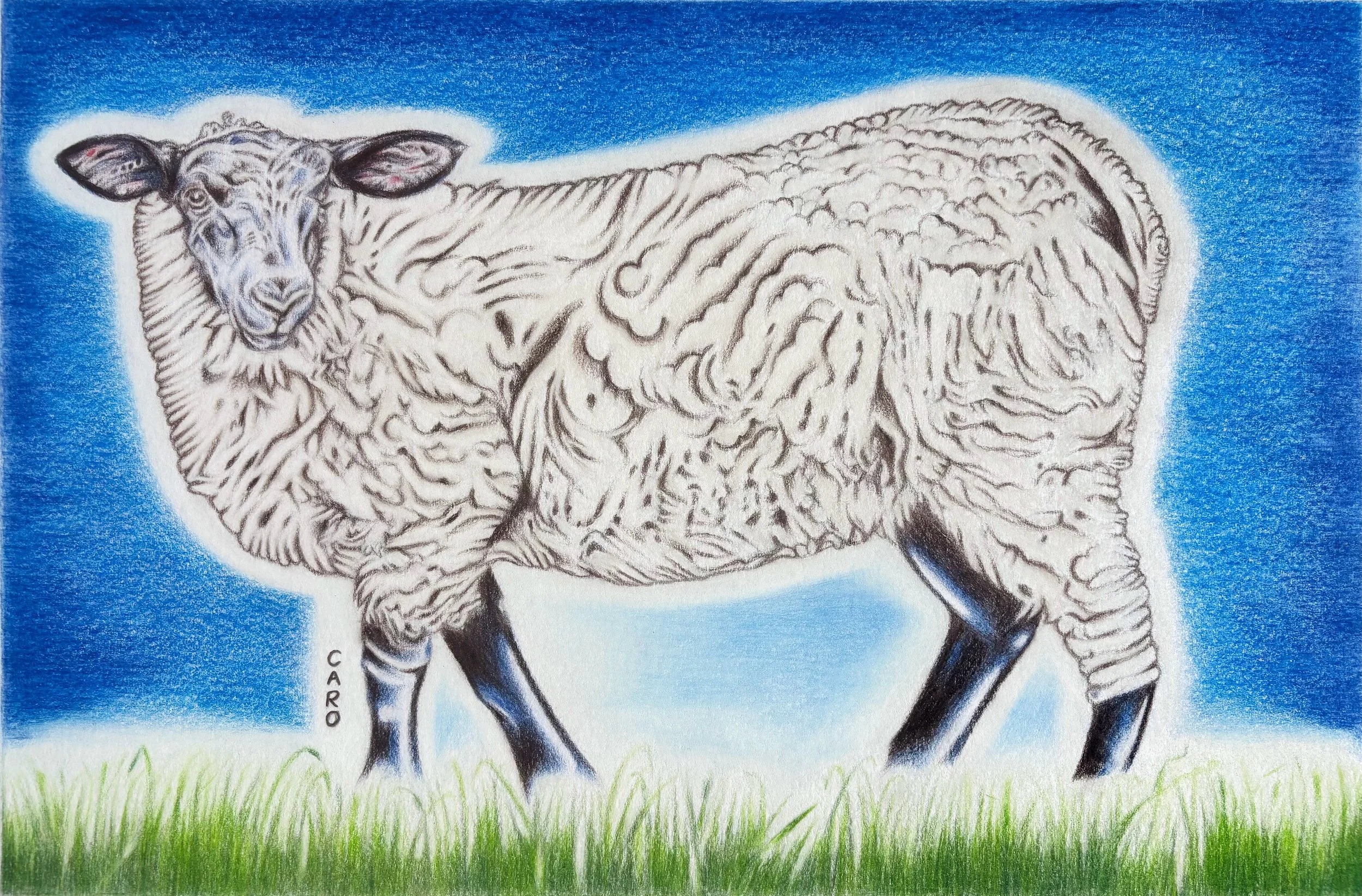 Pencil drawing of a Suffolk sheep standing on the grass