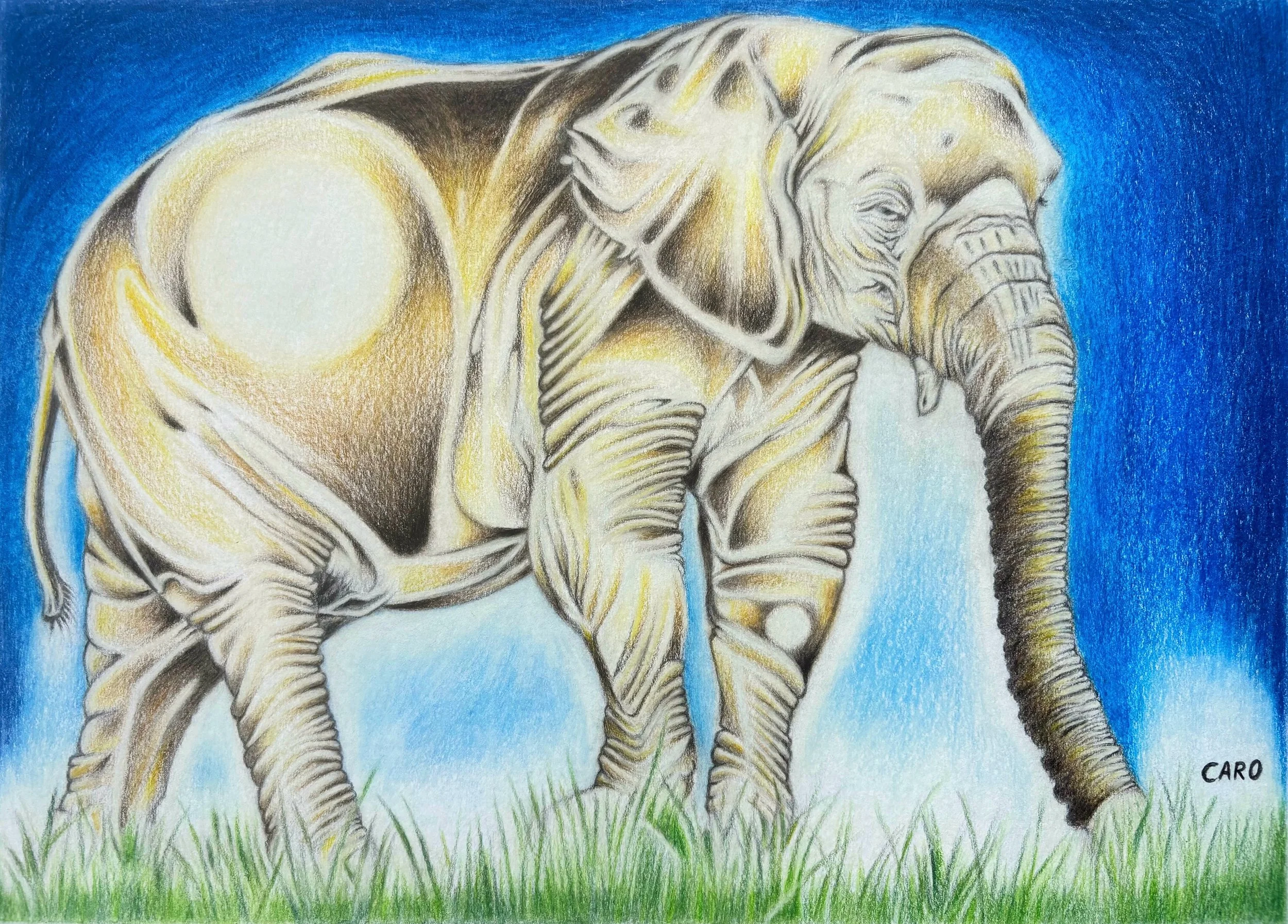 Pencil drawing of an African Bush Elephant walking on grass