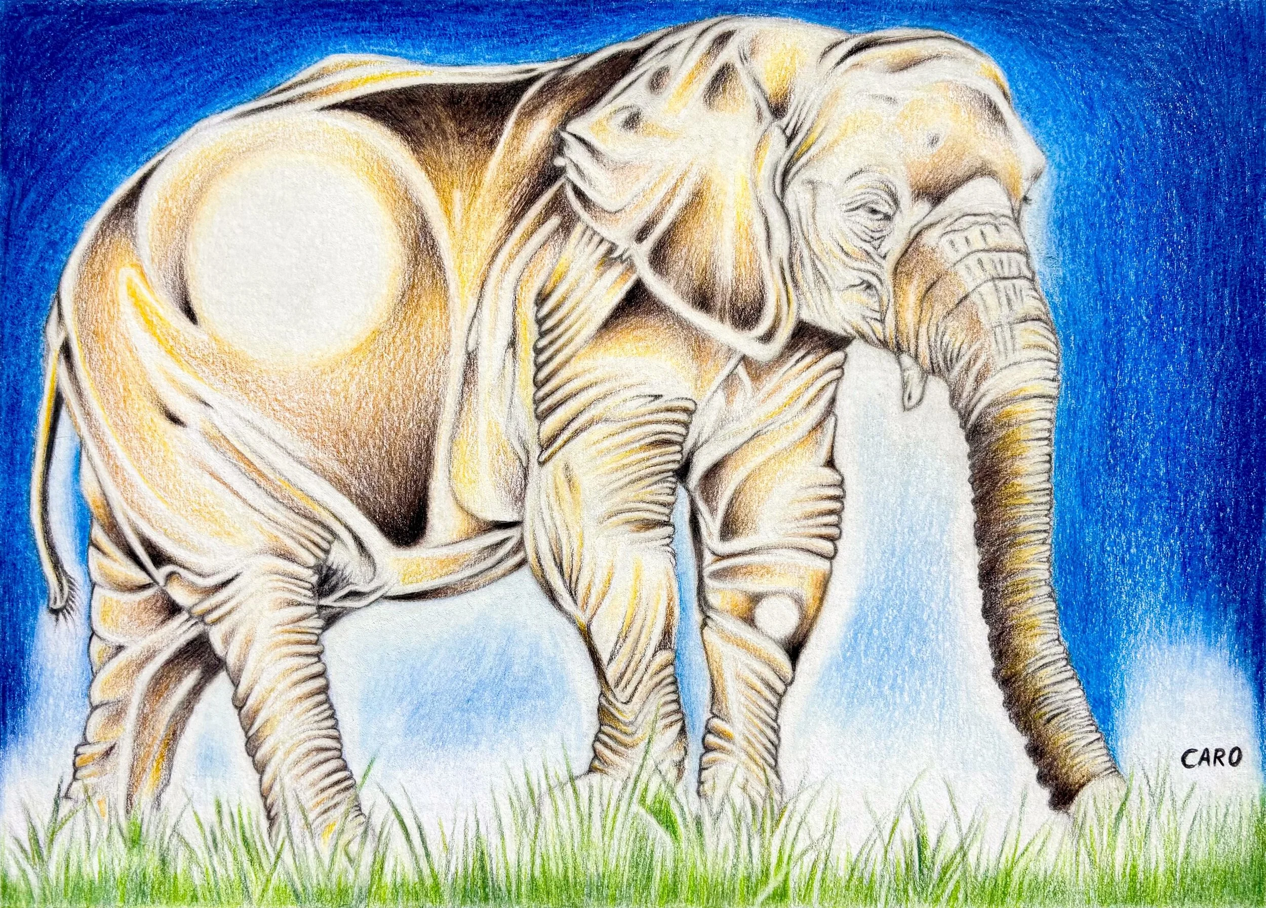 African Bush Elephant 2, Low Res.JPG