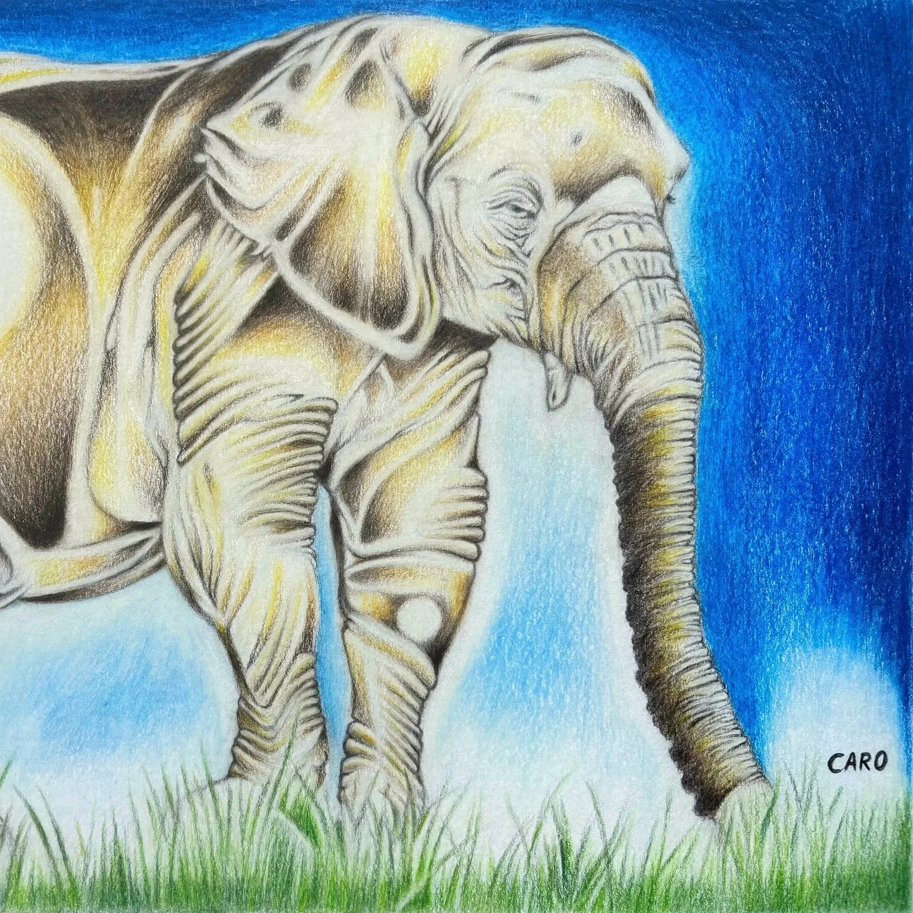 African Bush Elephant