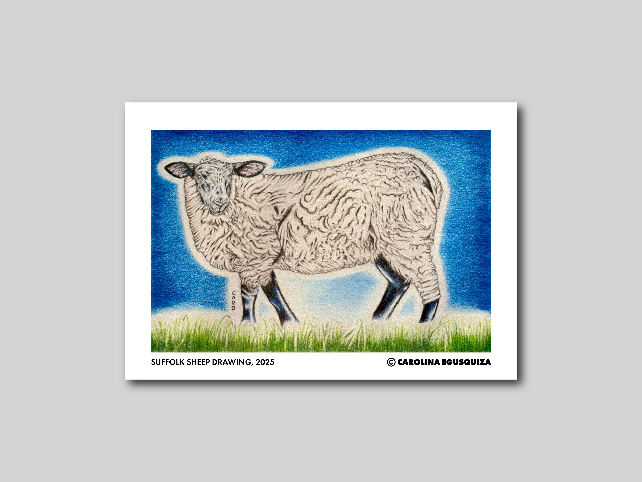 Suffolk Sheep Drawing, A4 Digital Display With Signature.PNG