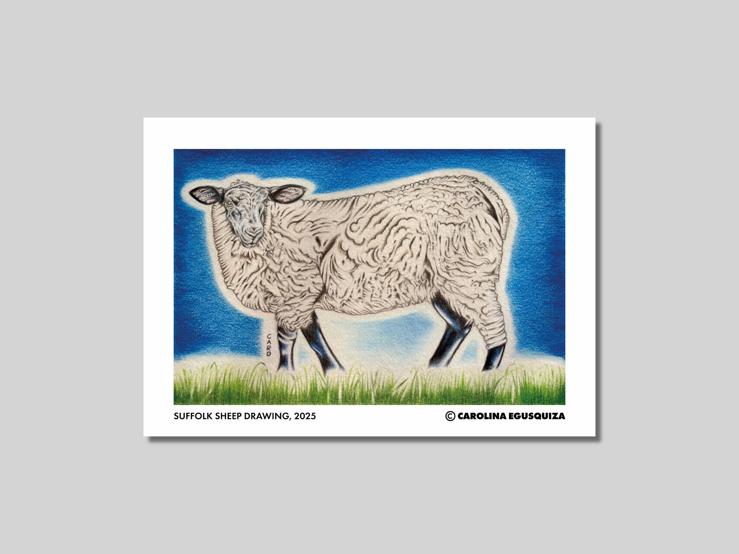 Suffolk Sheep Drawing, CMYK Digital Print Display.PNG