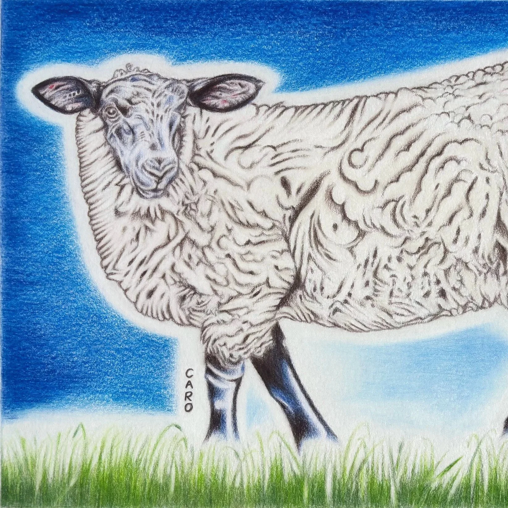 Suffolk Sheep Drawing