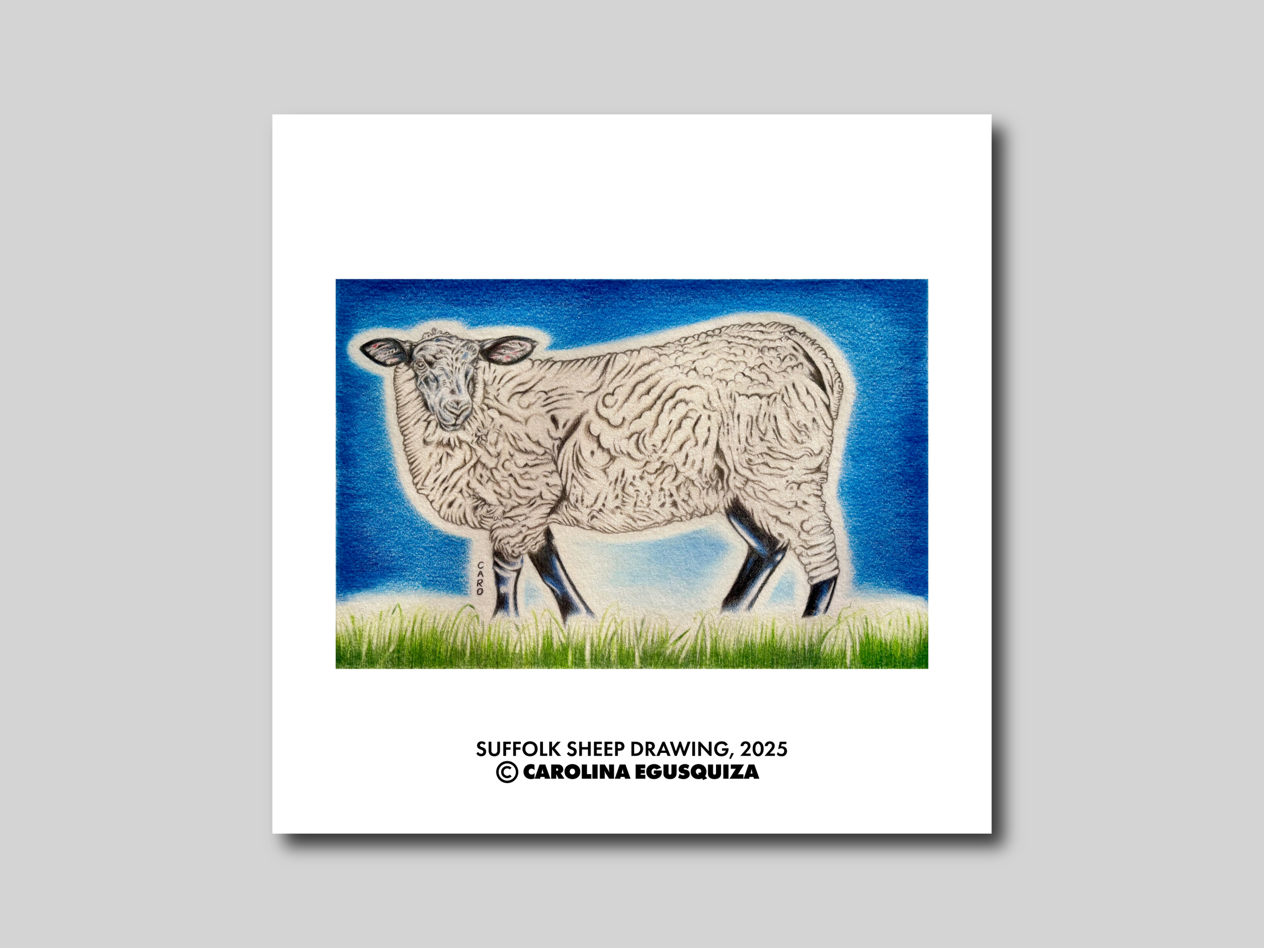 Suffolk Sheep Drawing, Digital Square Display With Signature.PNG