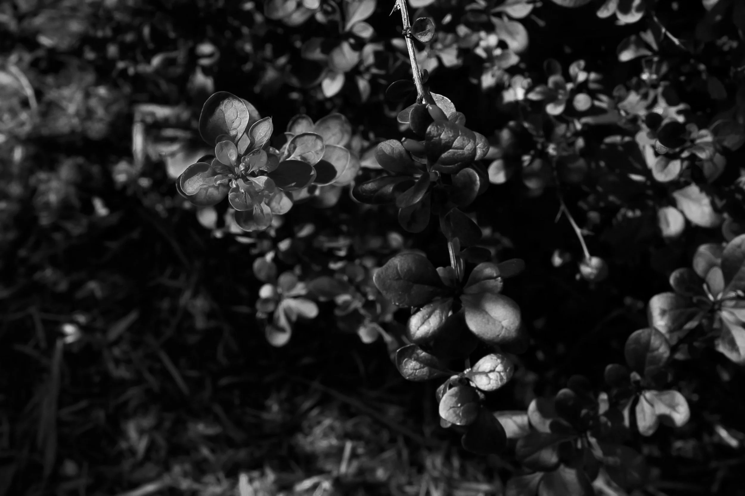 IMG-1360.jpeg