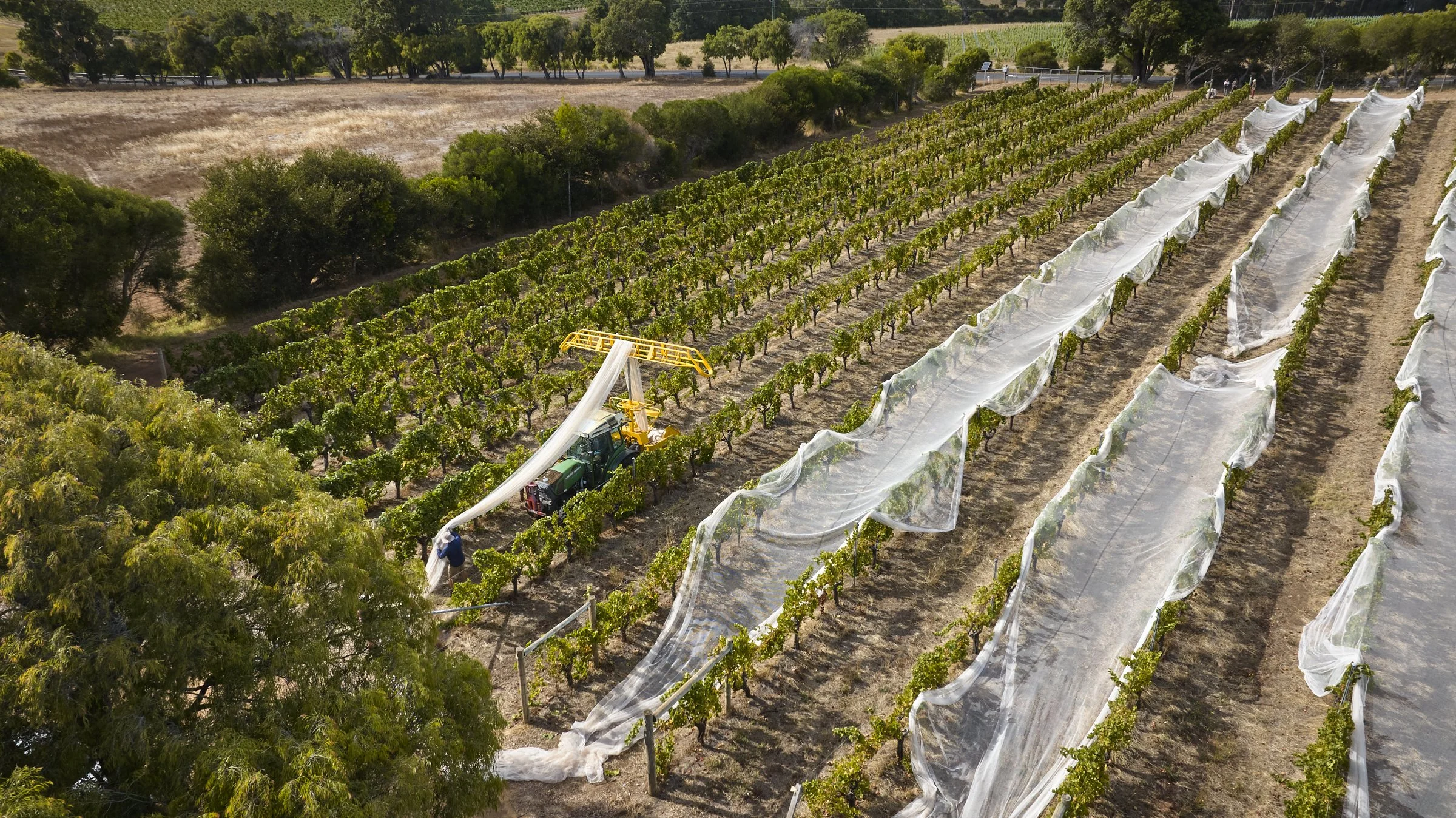 07_20250227_MOSS WOOD_De Netting, Picking and Processing.jpg