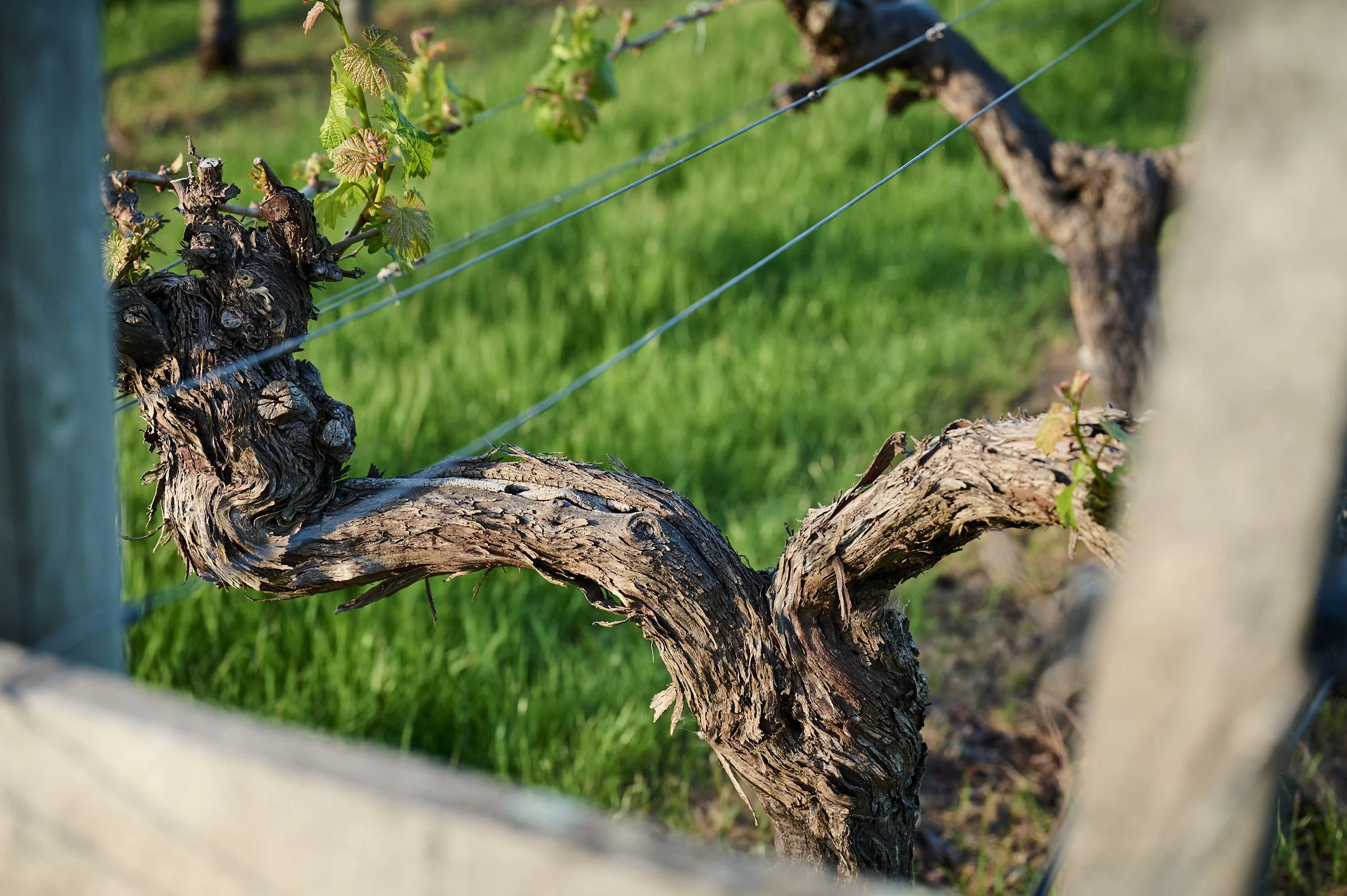 5_20251006_CLAIRAULT STREIKER_A Block Vineyard.jpg