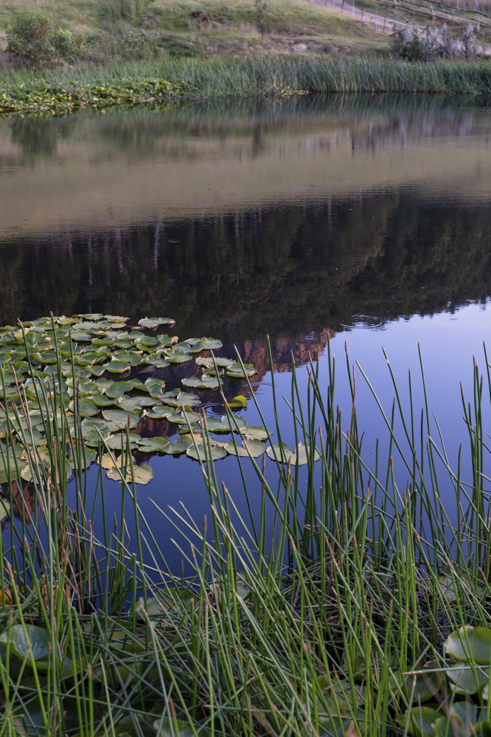 8_20241226_TASMANIA_Gus and Landscape.jpg