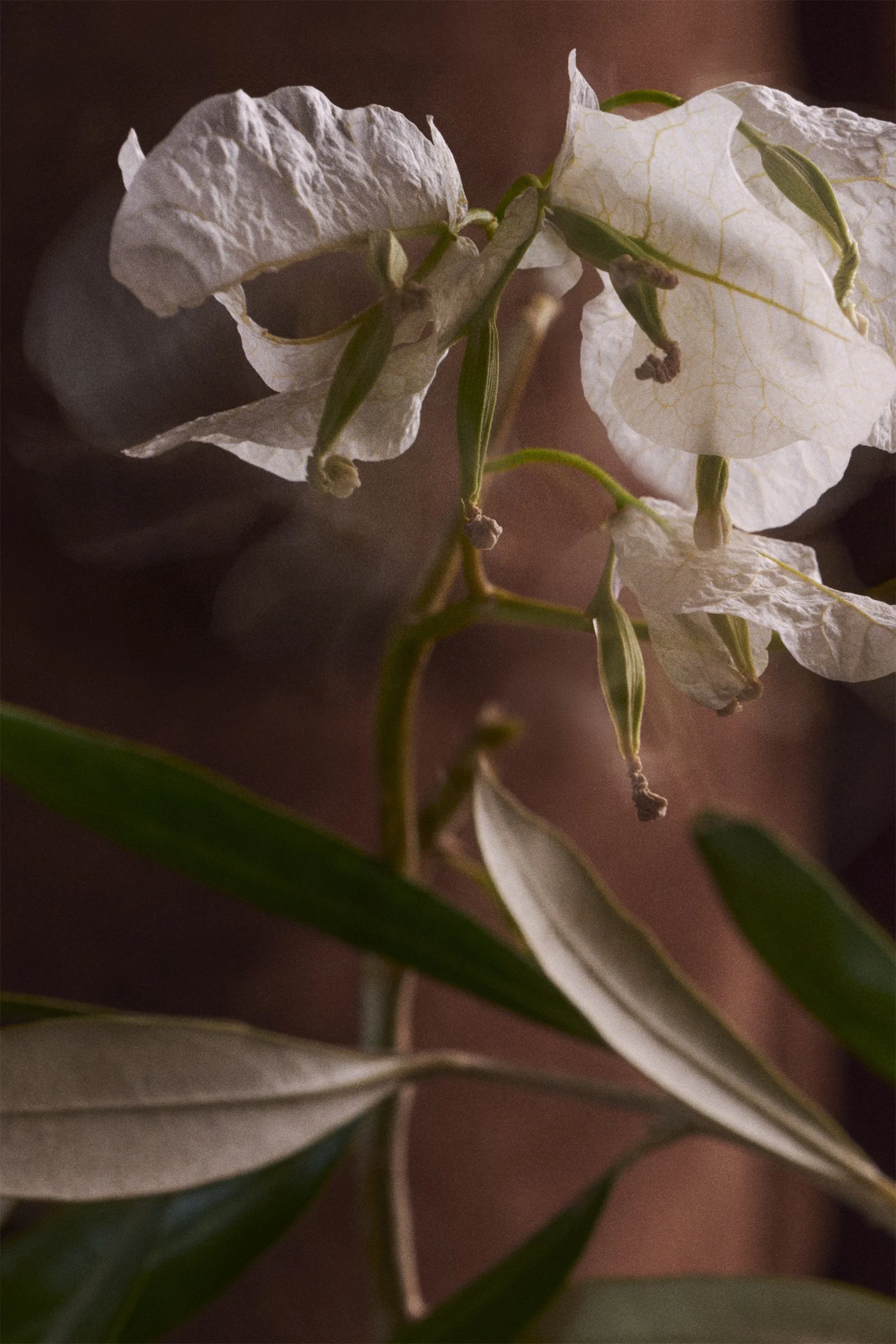 01_20260204_MUMS WALL PRINT_Still life flowers VERT copy.jpg