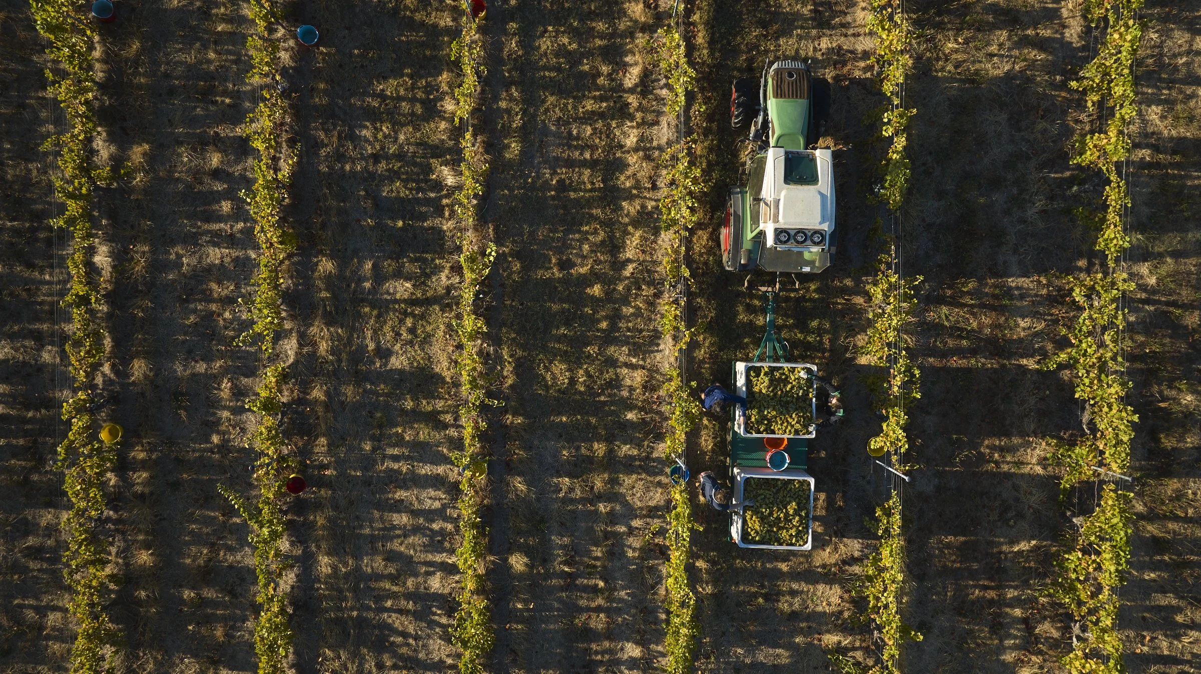 60_20250227_MOSS WOOD_De Netting, Picking and Processing.jpg