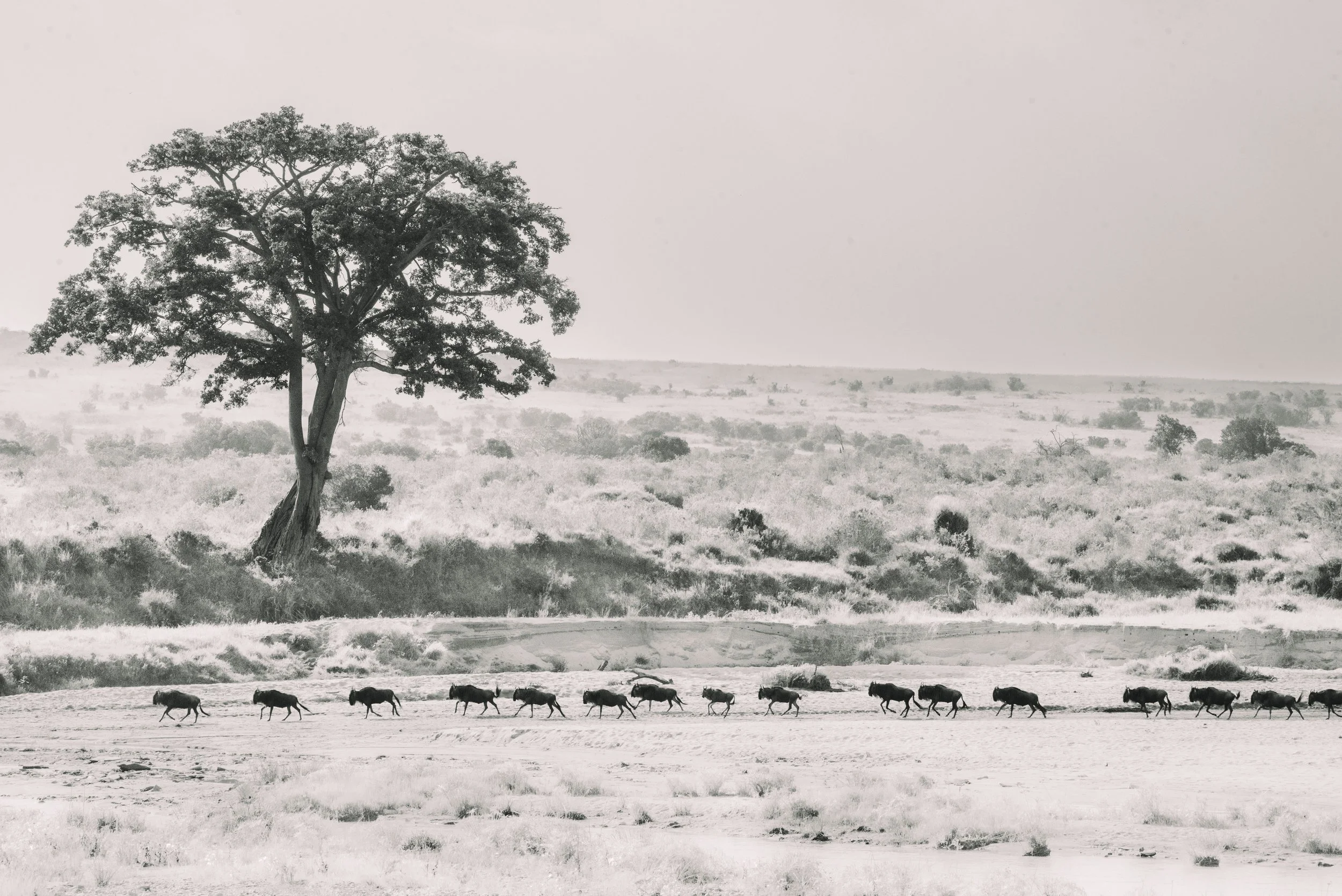 A black and white photograph of a vast open landscape with a large tree on the left, distant vegetation, and a line of wildebeest walking across the foreground.