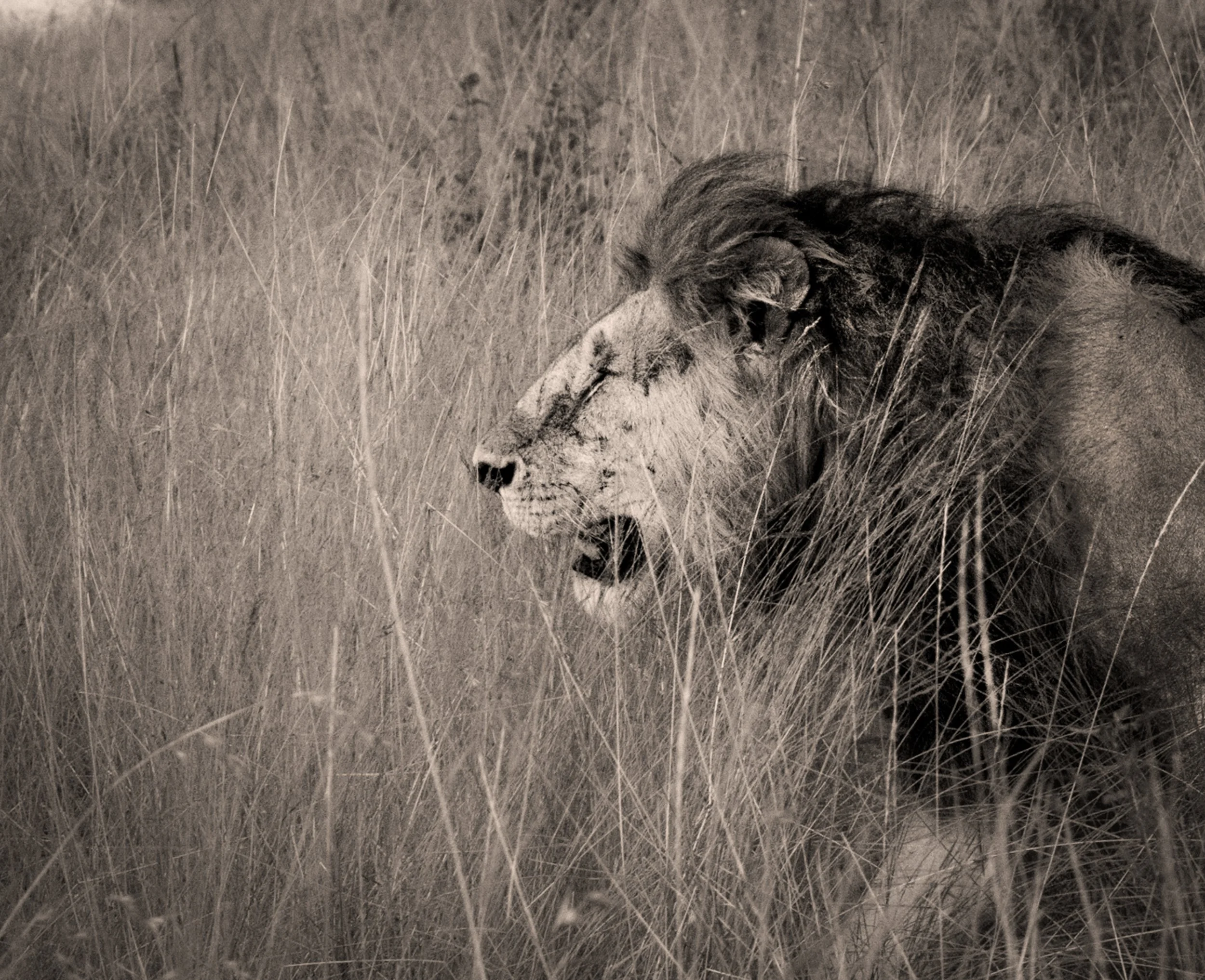 Sangalai_Rob CH Edit-2.jpg