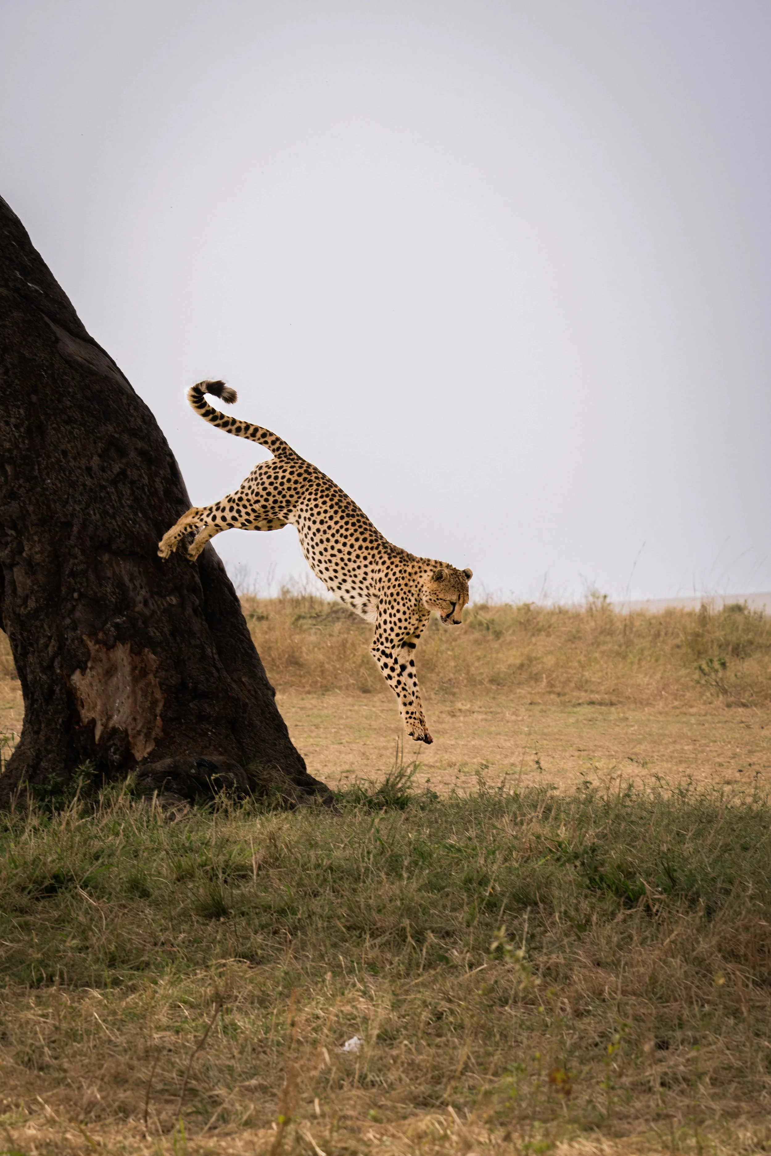 Sangalai_Rob CH Edit-41.jpg