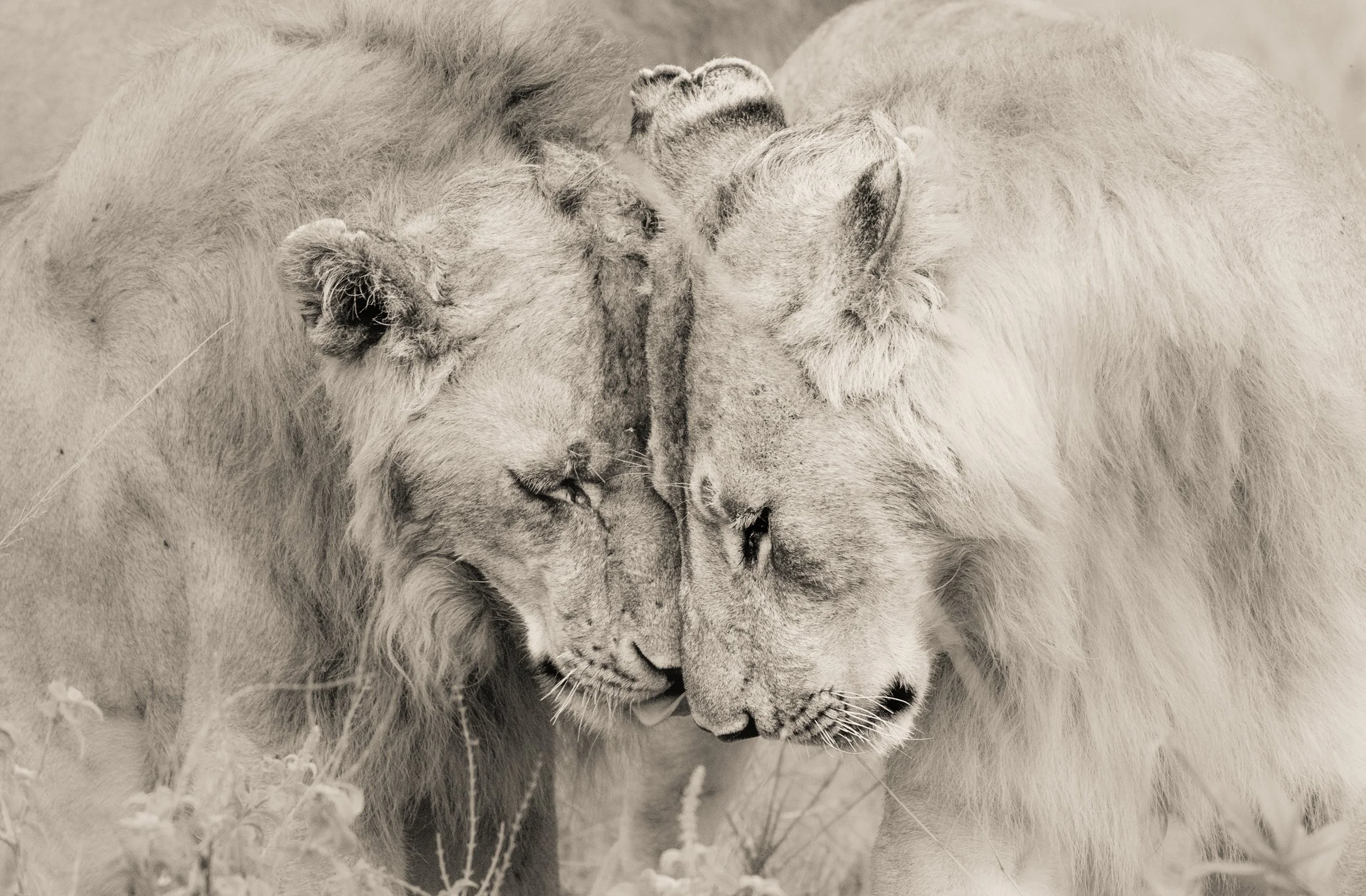 Sangalai_Rob CH Edit-51.jpg