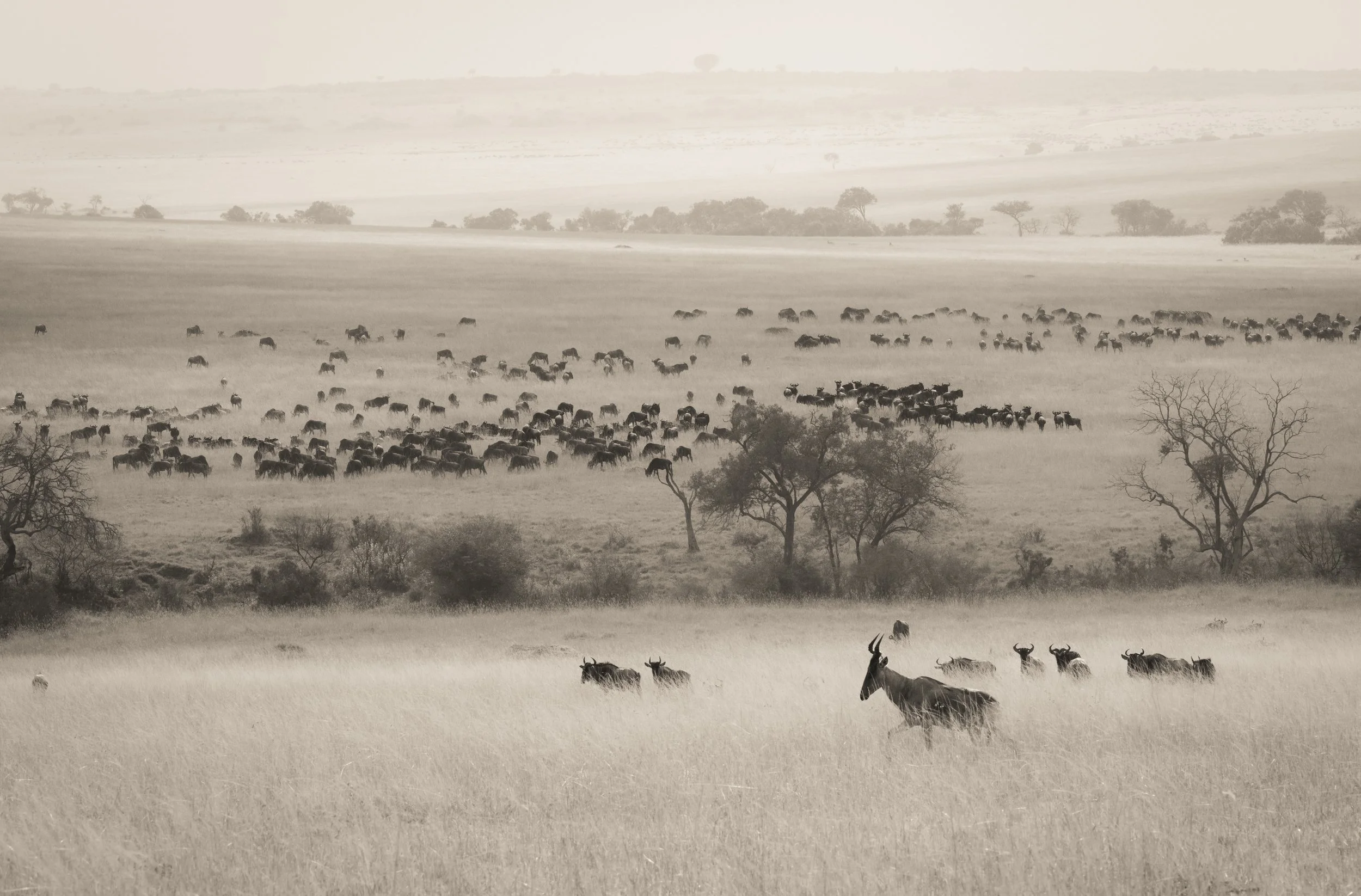 A herd of wildebeests grazing in a vast, open savannah landscape with a few scattered trees, and a hazy background.
