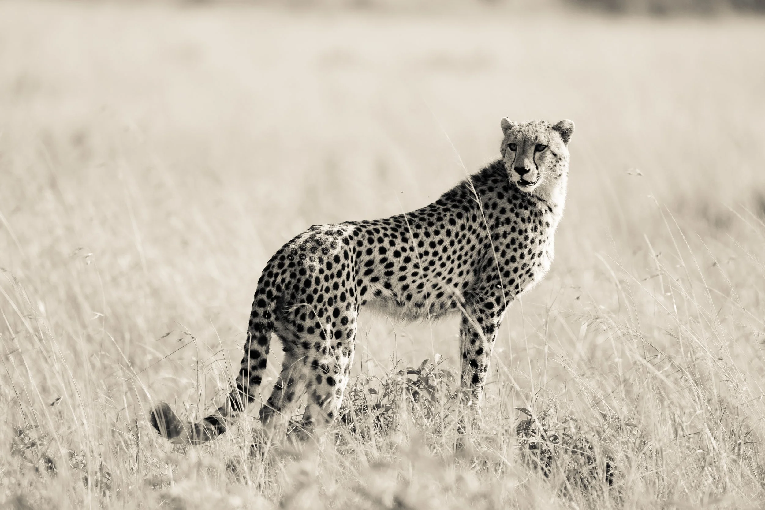 A cheetah standing in tall grass in a natural habitat, looking to the side.