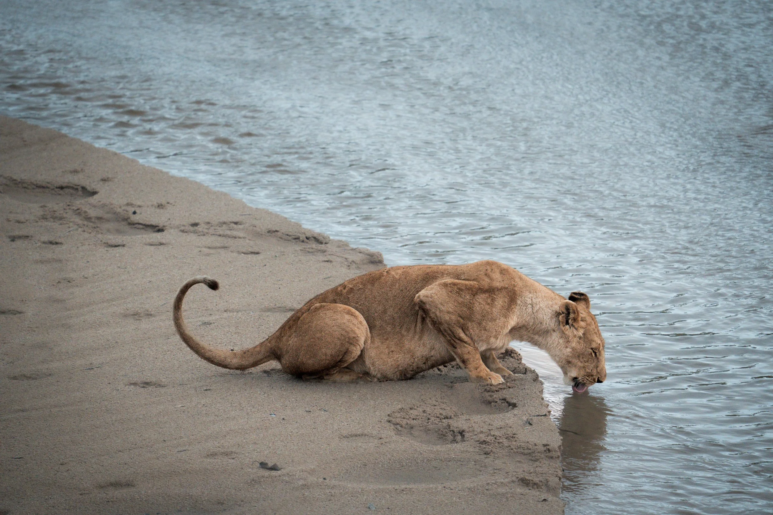 A lioness drinking water from a riverbank.