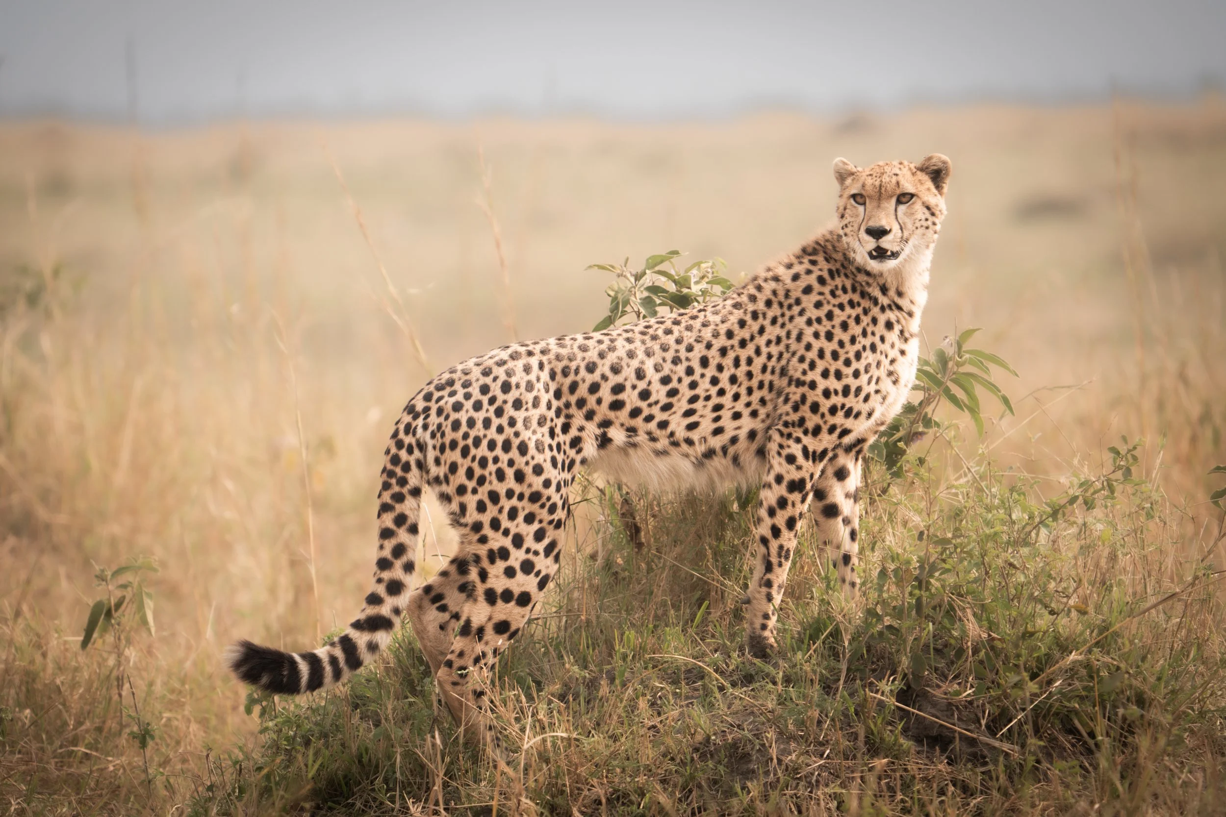 A cheetah standing in a grassy field with sparse vegetation and a blurred background.