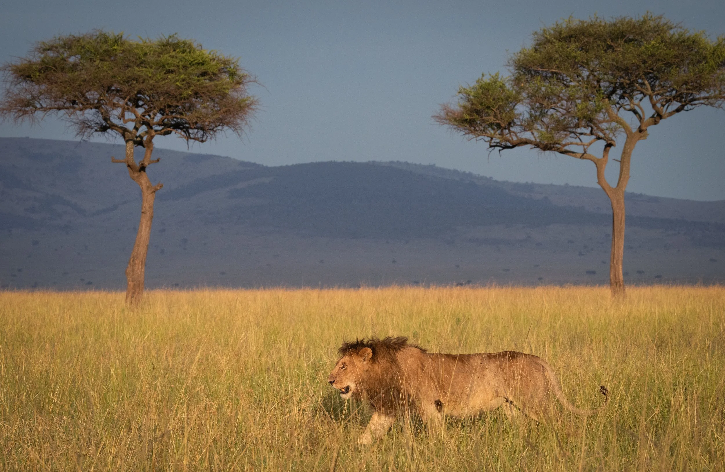 Sangalai_Rob CH Edit-1.jpg