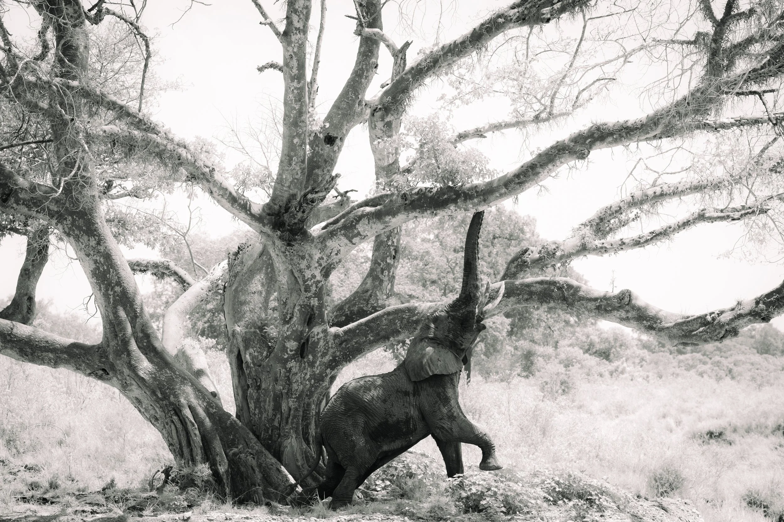 Sangalai_Rob CH Edit-82.jpg