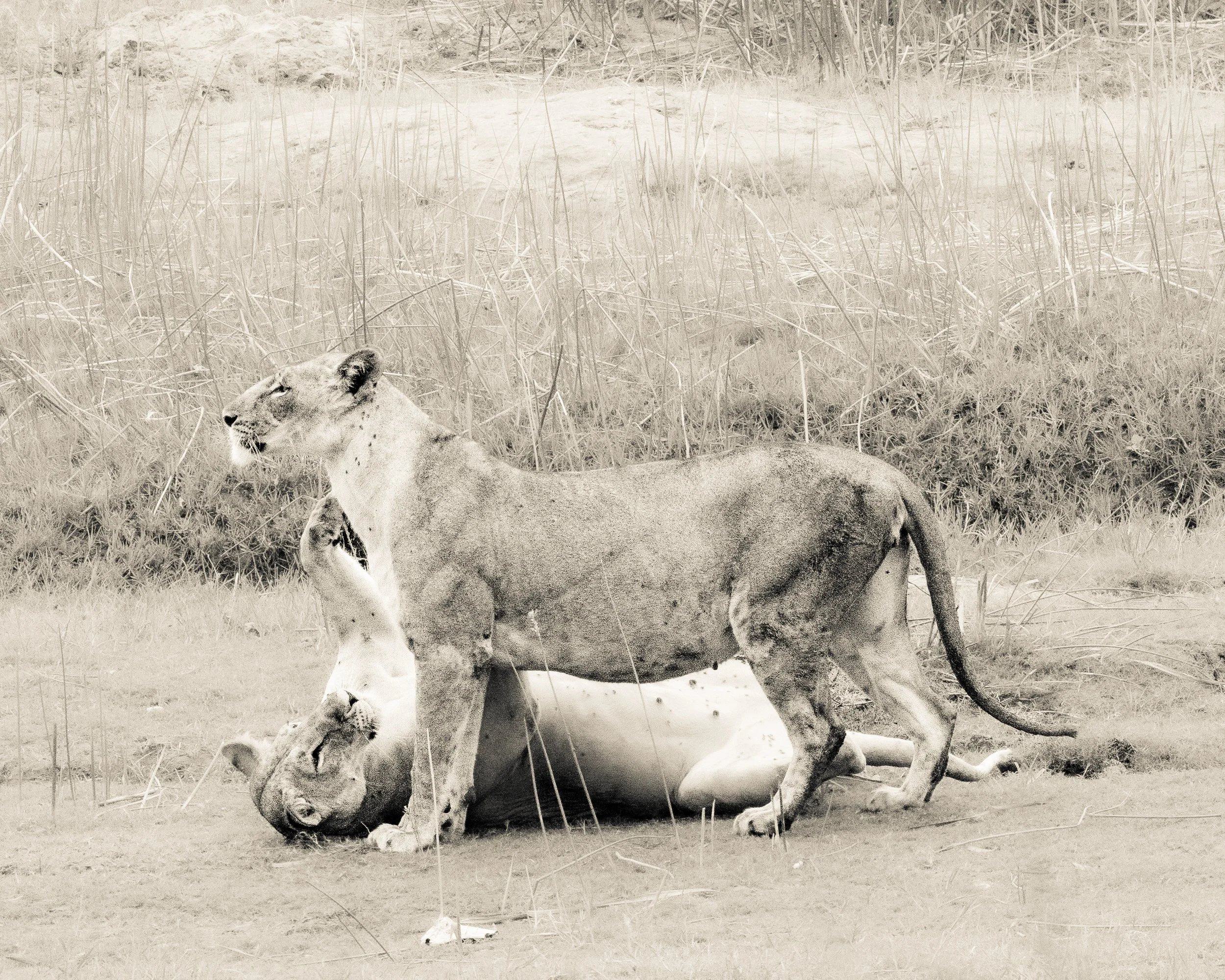 Sangalai_Rob CH Edit-14.jpg