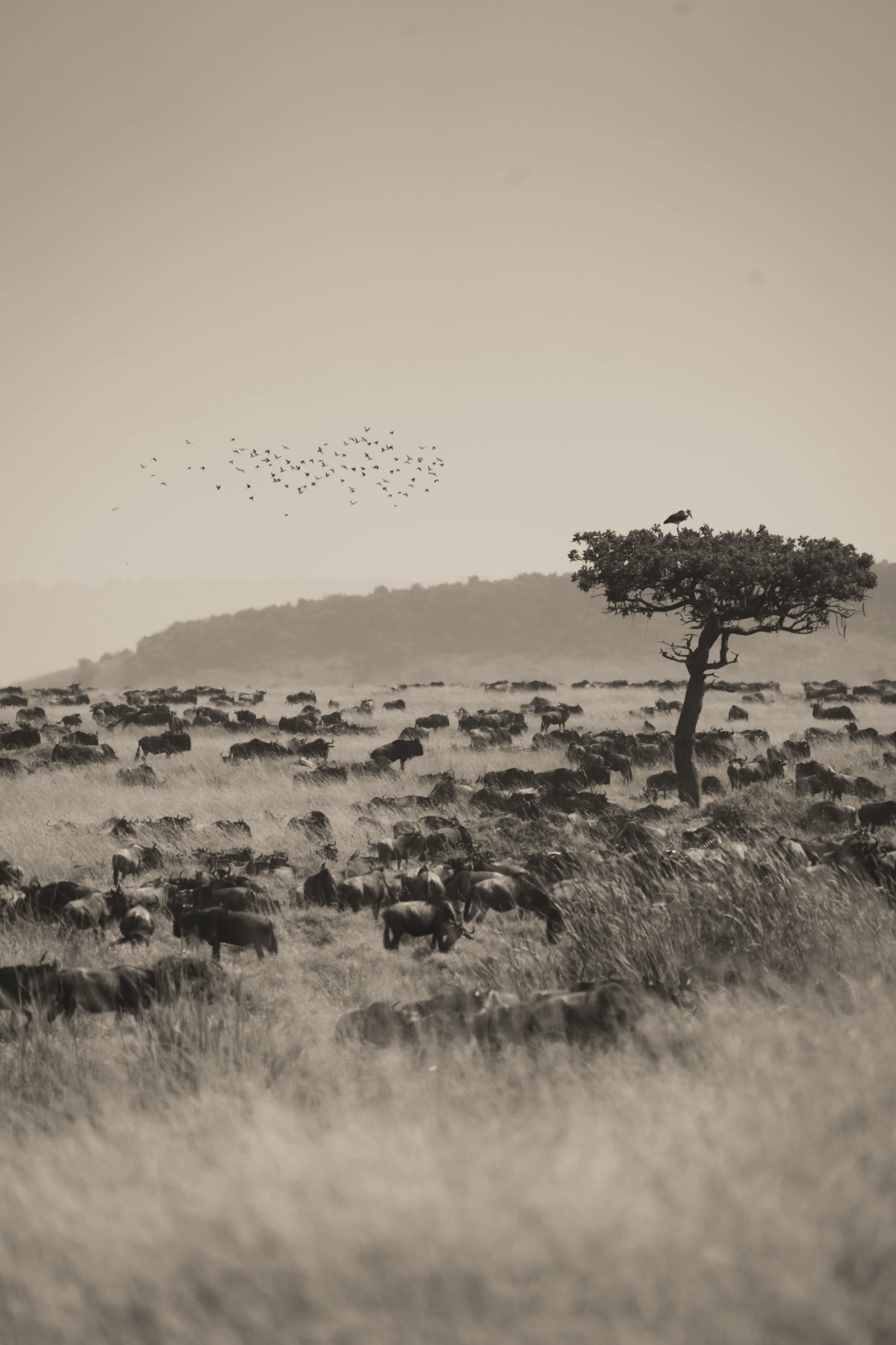 A flock of birds flying over a herd of buffalo grazing in a grassland with a solitary tree and a bird perched on it in the background.