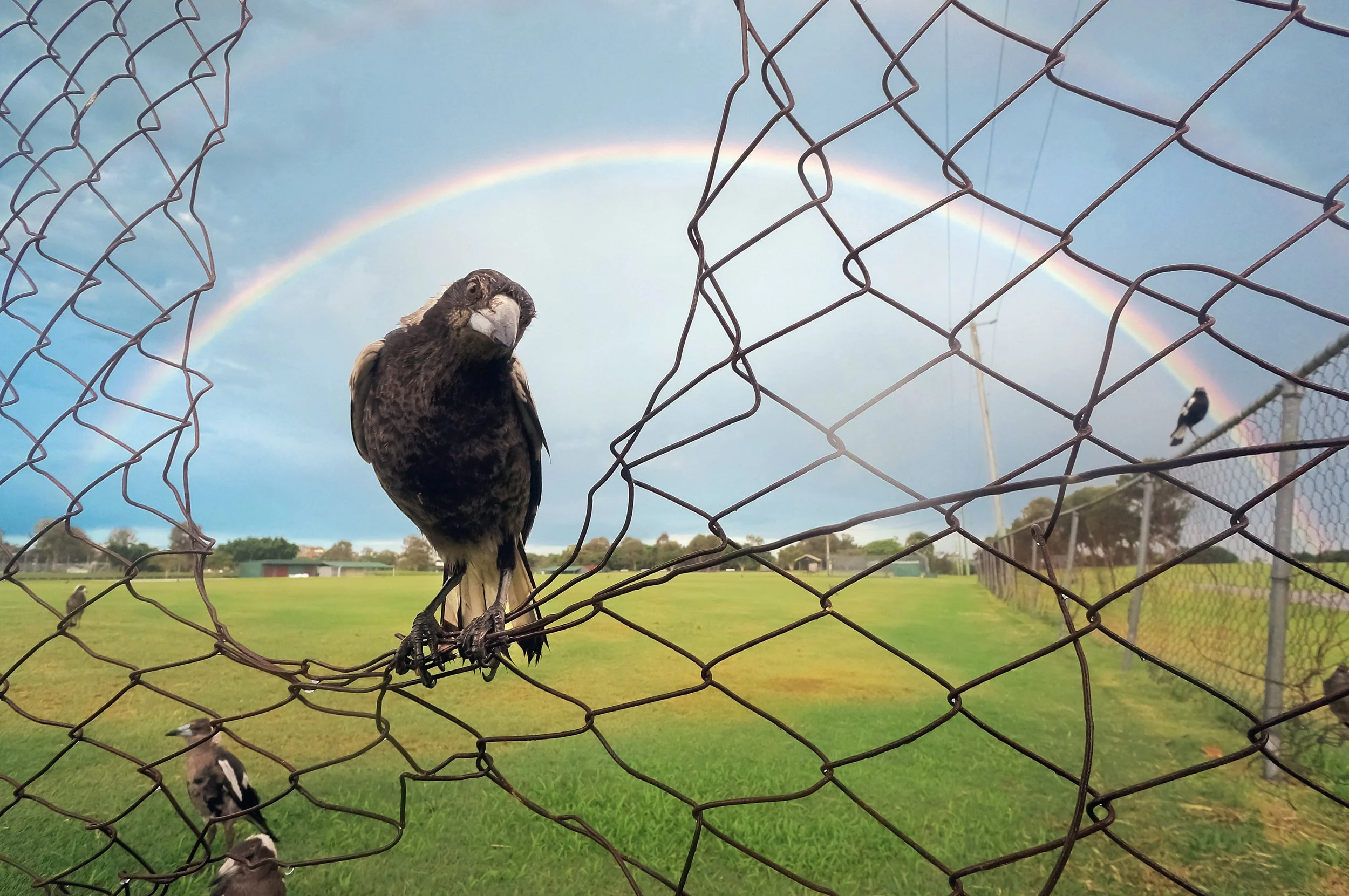 Magpies After a November Storm, Deagon, Brisbane, 2015
