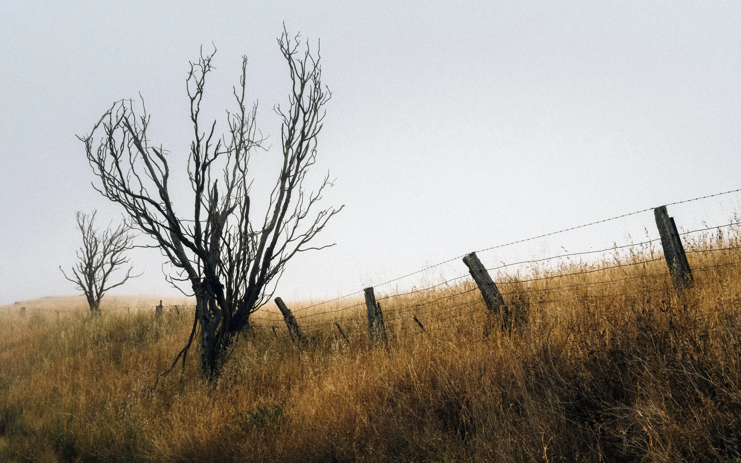 Old Fence in Autumn Fog, Pewsey Vale, South Australia, 2023