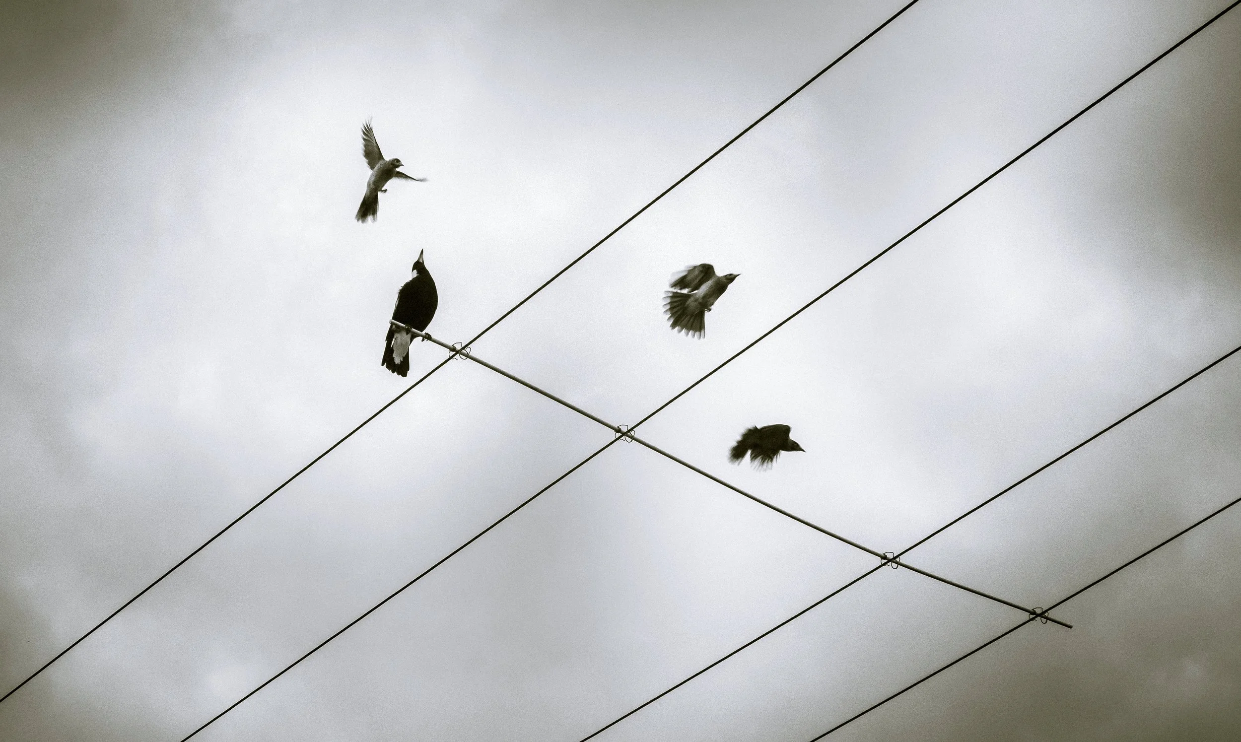 Noisy Miners: Natural Born Nuisances, Deagon, Brisbane, 2019