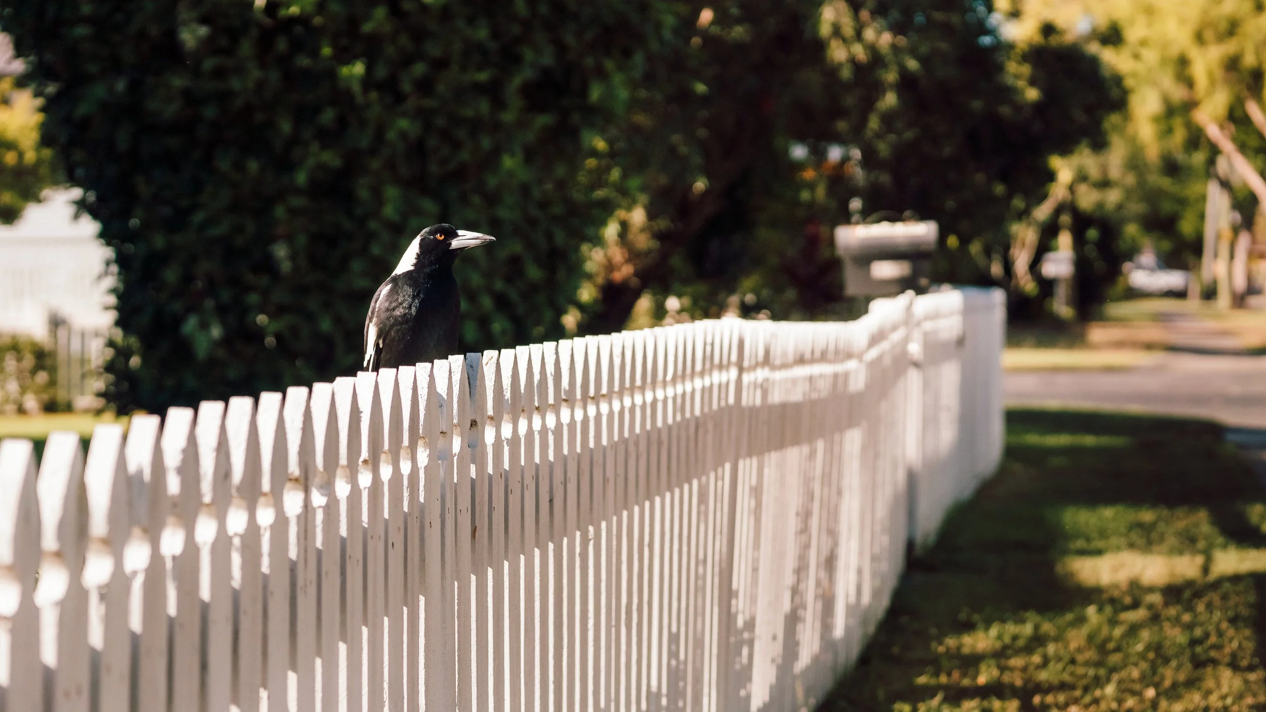 Neighbours with White Picket Fences, Deagon, Brisbane, 2018