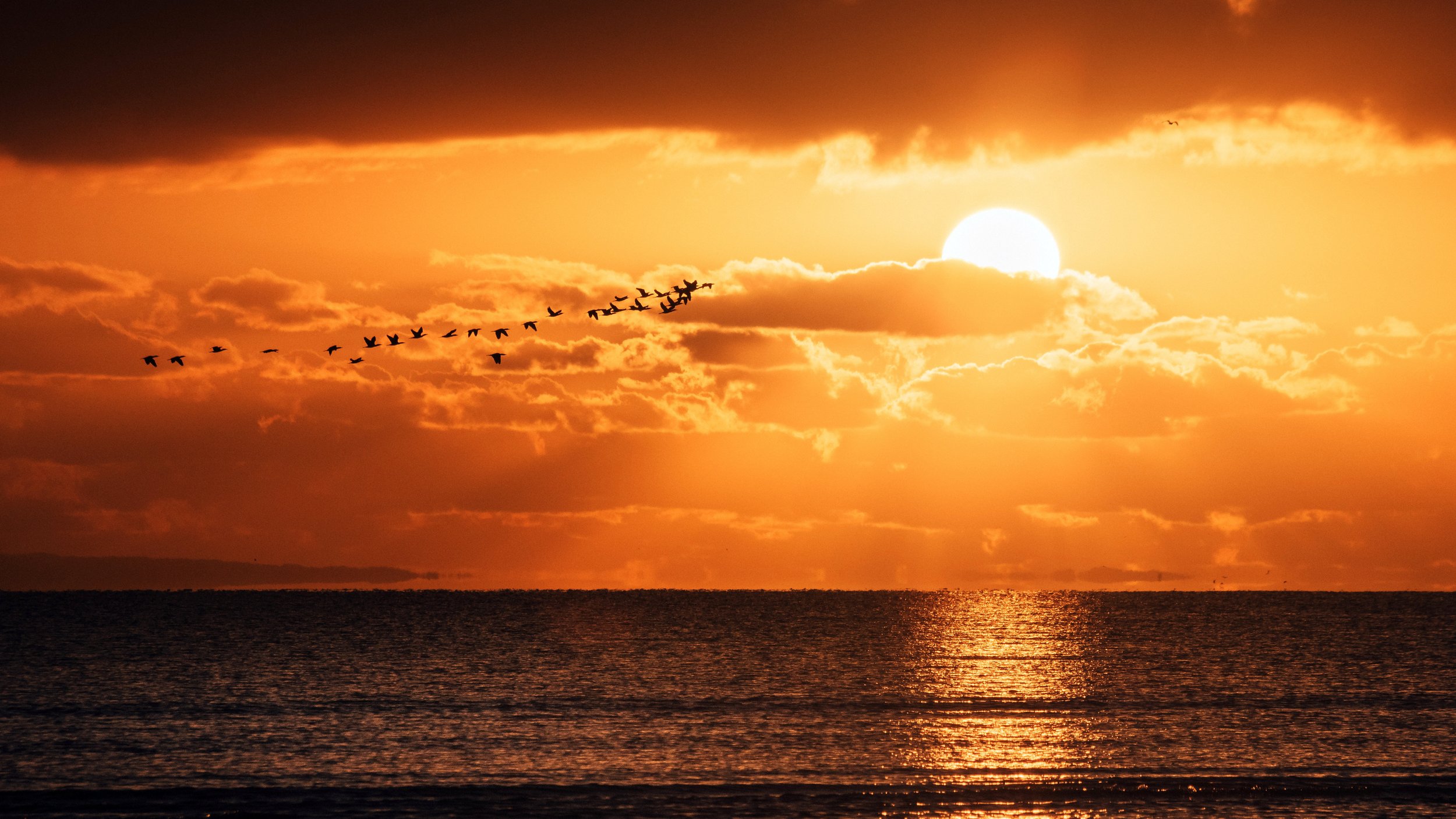 Cormorants & A Moreton Bay Sunrise, Sandgate, Brisbane, 2019