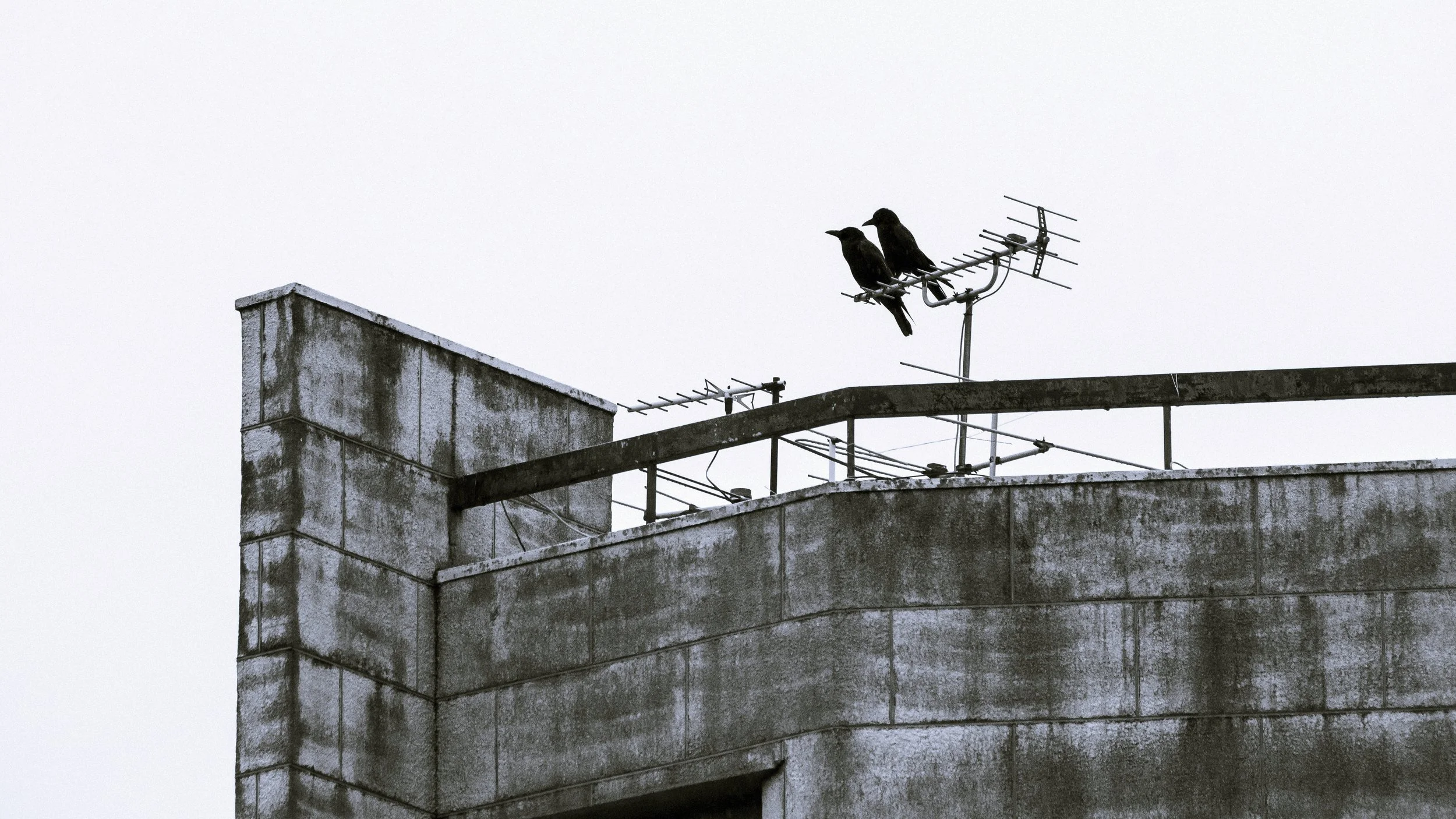 Crows on a Rainy Kumamoto City Afternoon, Japan, 2020