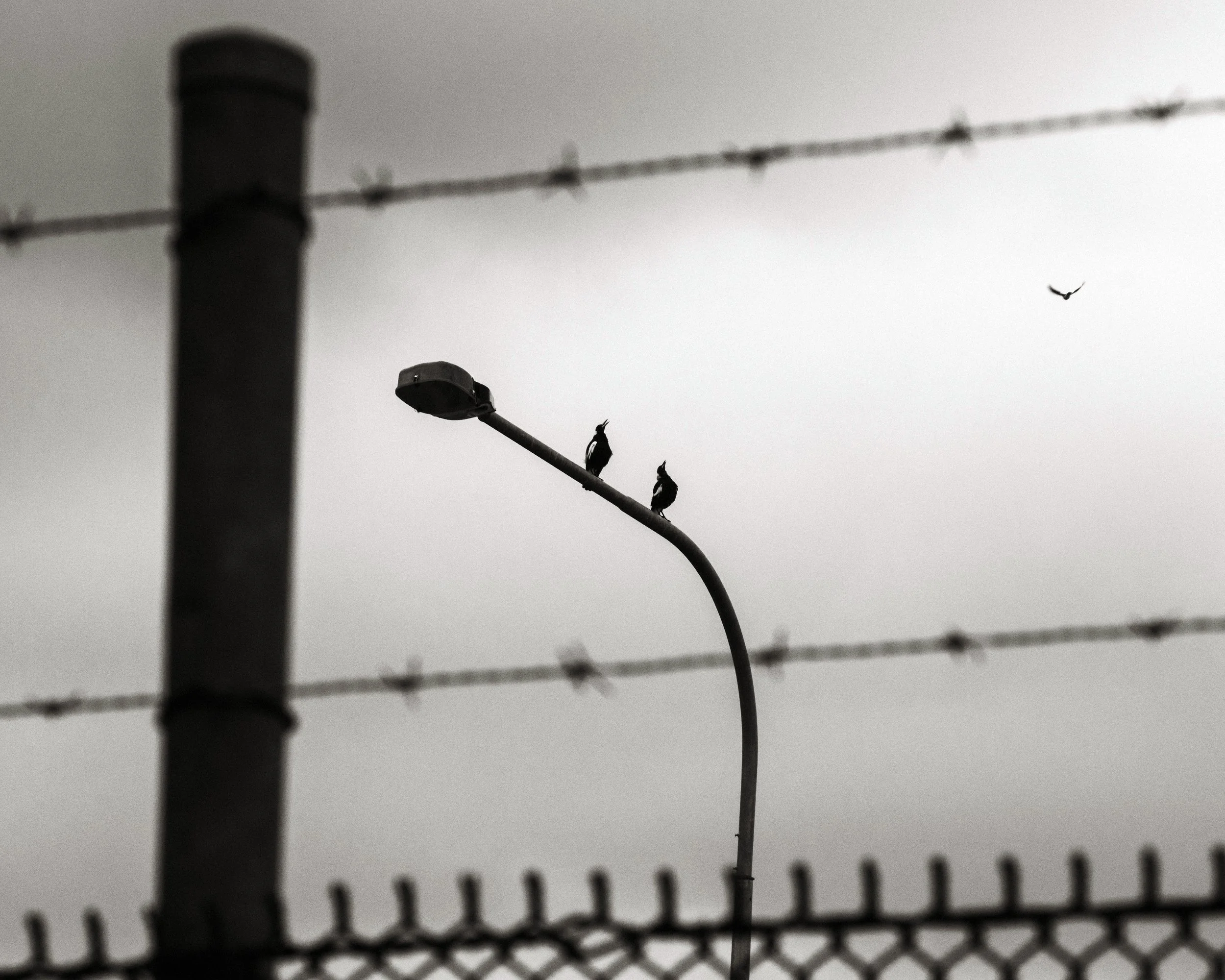 Freedom Song, Sandgate, Brisbane, 2019