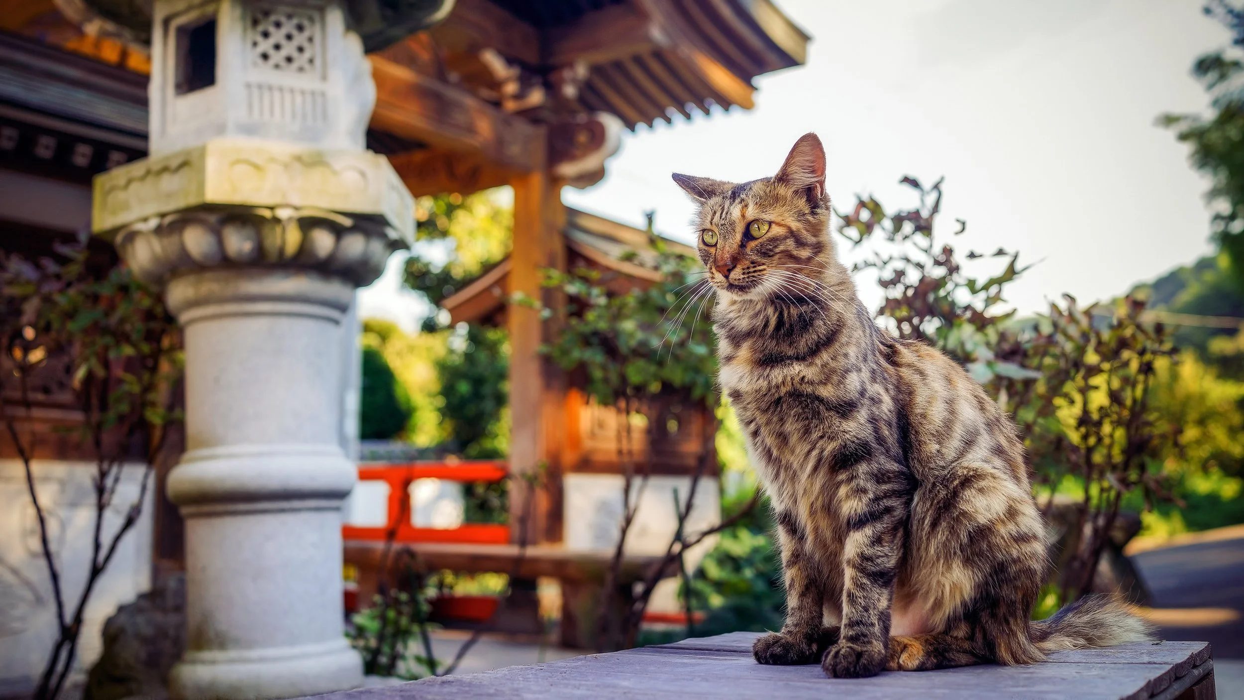 Something Unearthly at Yasaka Temple, Matsuyama, Japan, 2015