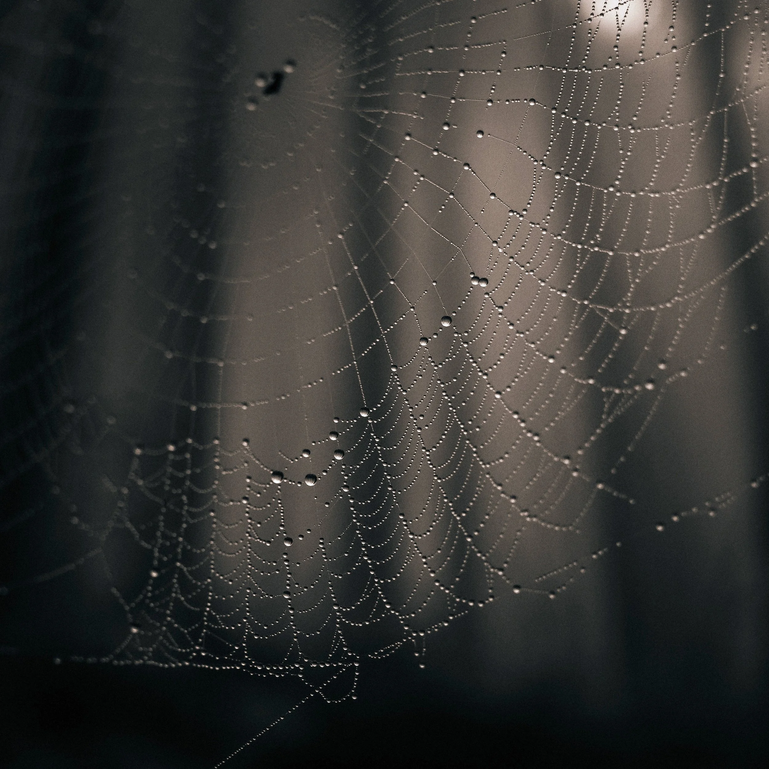 Forest Spiderweb on a Misty Morning, Okutama, Japan, 2020