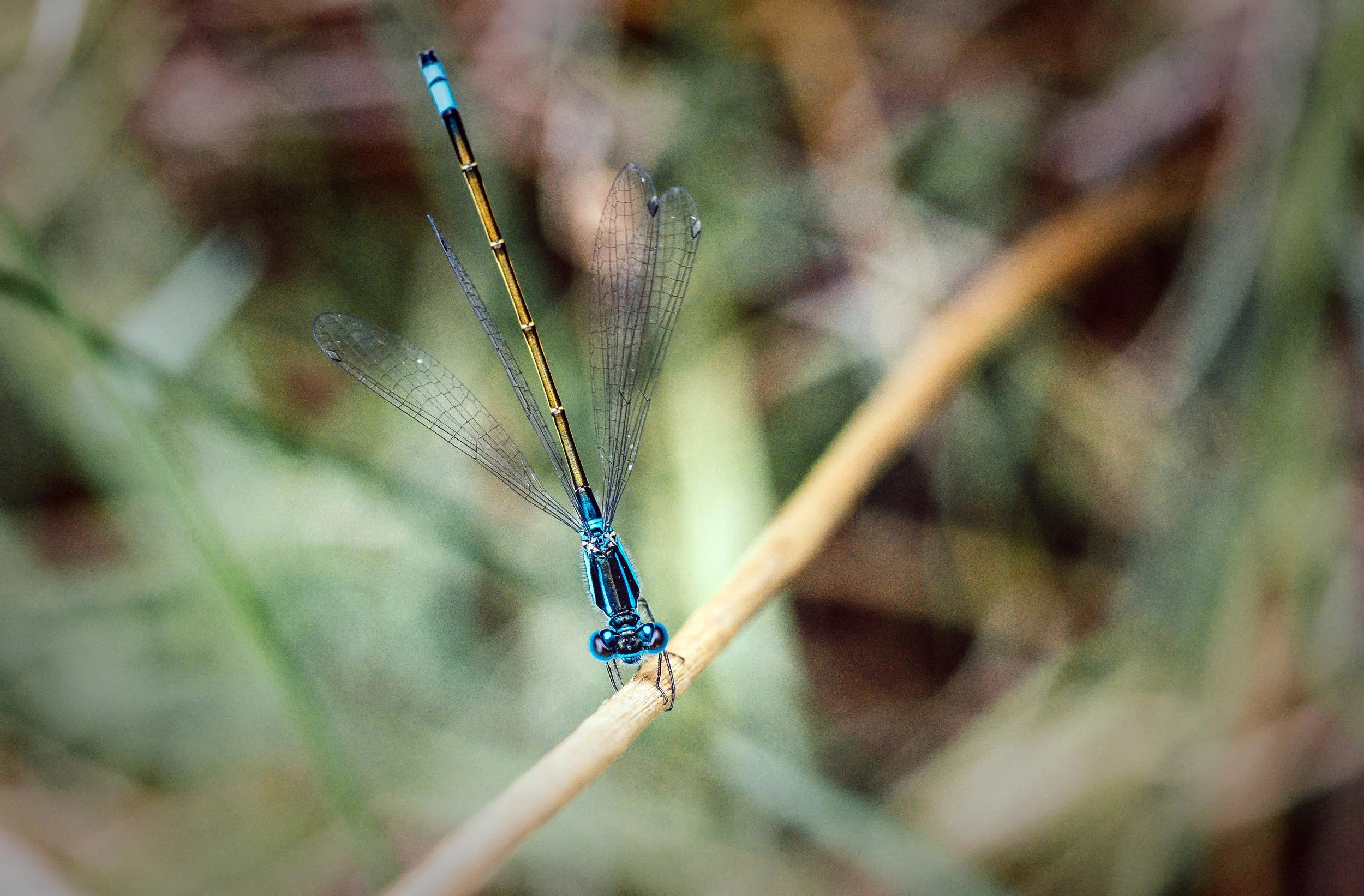 Damselfly Abstract, Sandgate, Brisbane, 2017