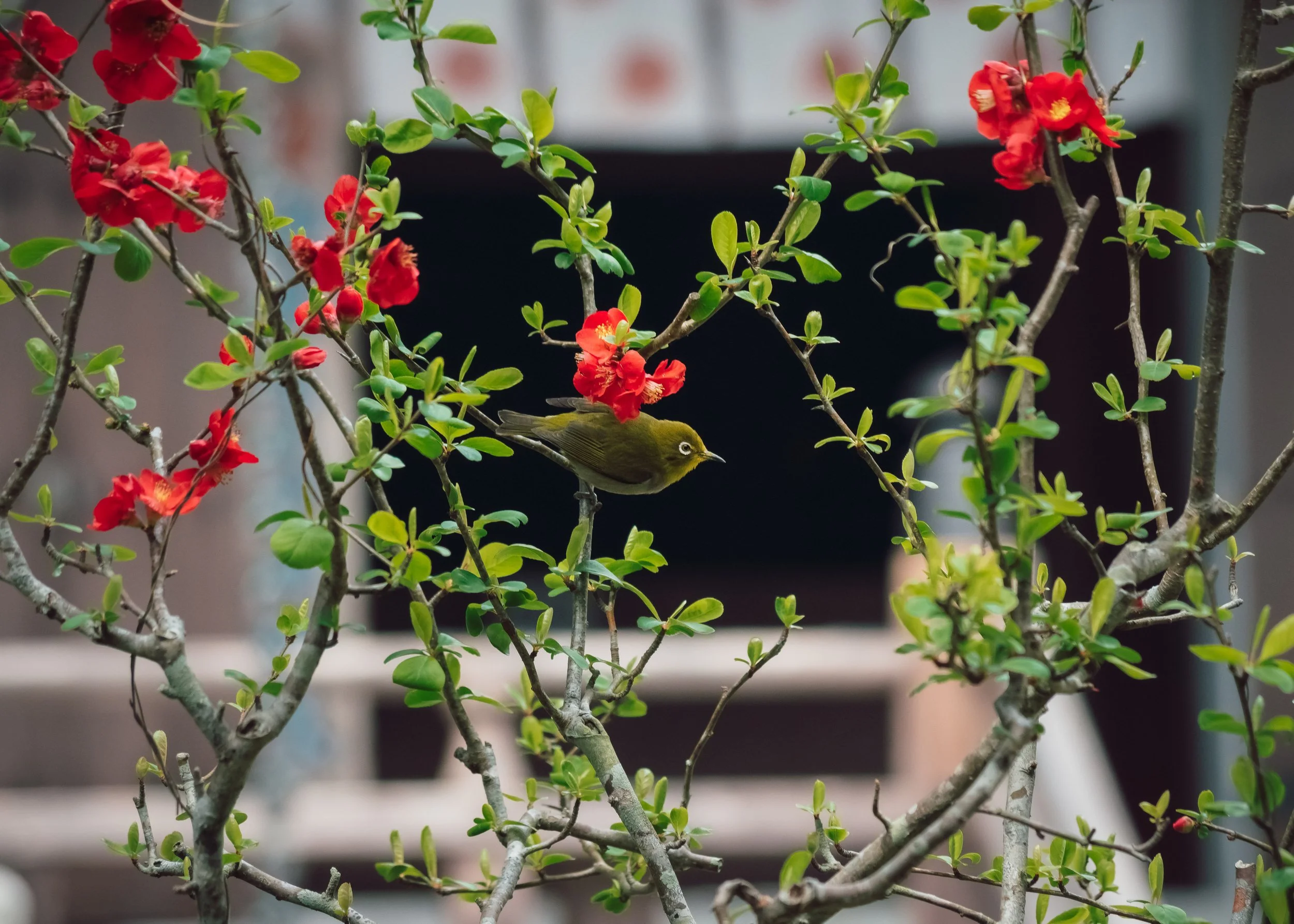 20170324-I.G.Fraser - 1.jpg