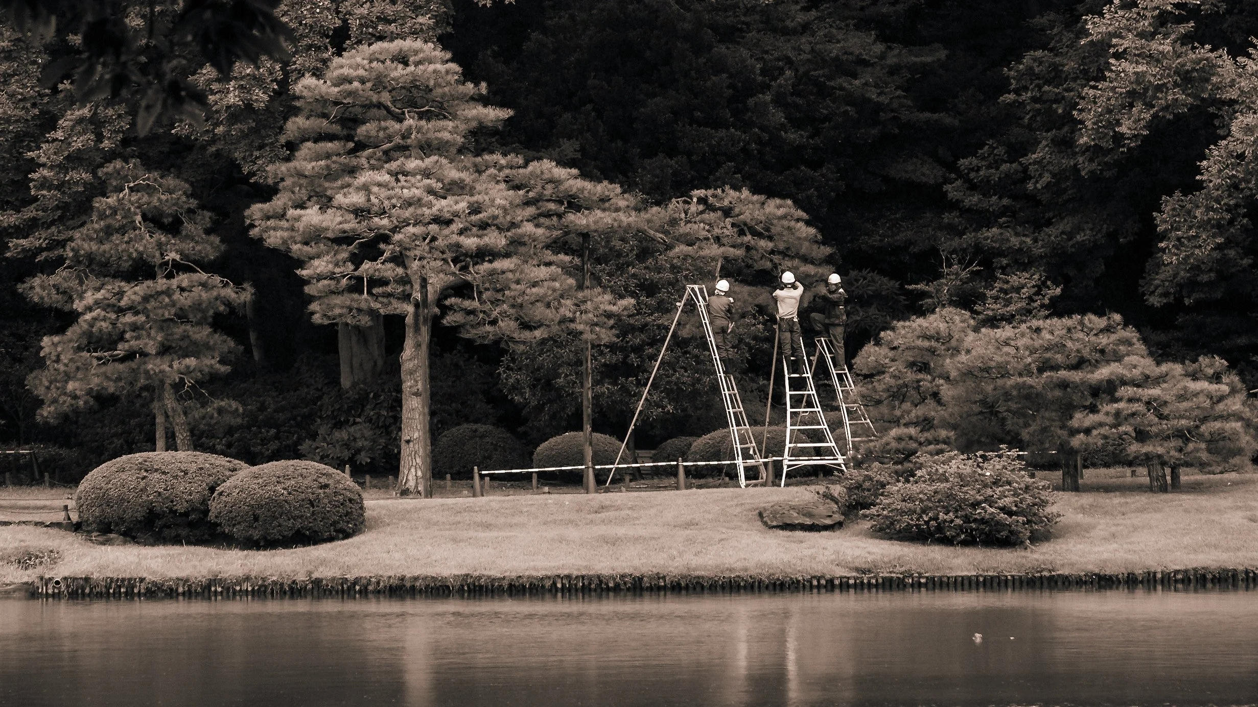Tree-Trimmers at Work, Rikugien, Tokyo, 2019