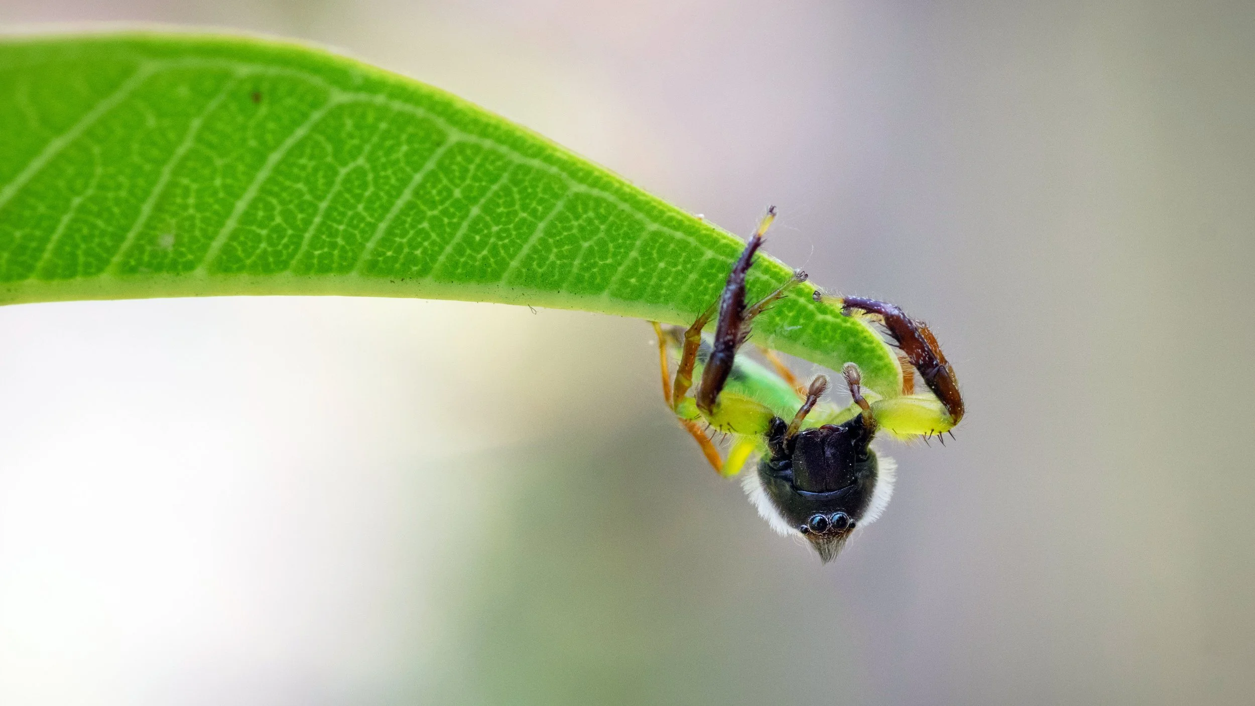 Patrolling a Frangipani Leaf #2, Deagon, Brisbane, 2018