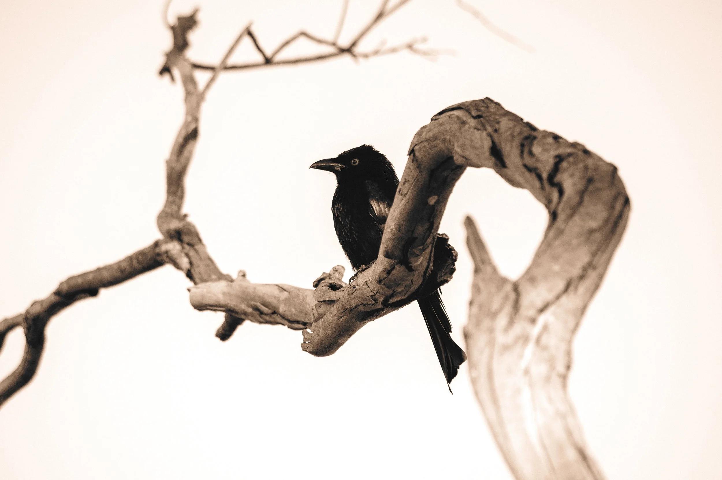 Spangled Drongo Out on a Limb, Deagon, Brisbane, 2018