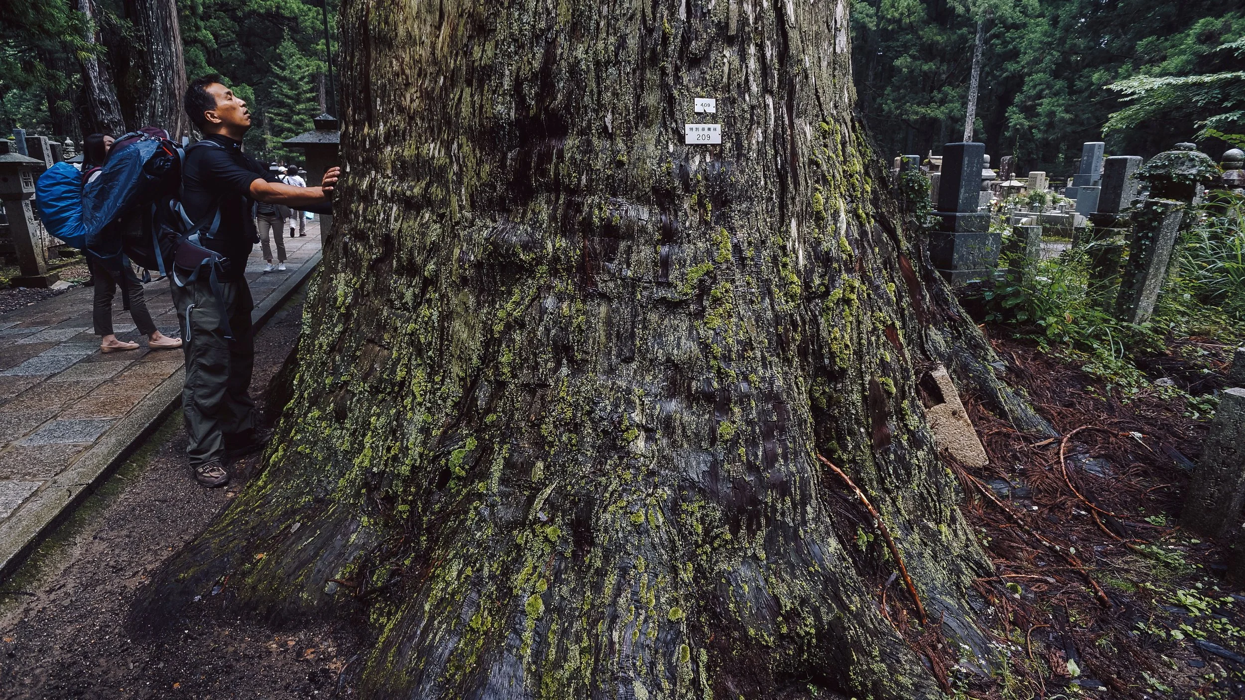 Tree of Power, Koyasan, Wakayama Prefecture, Japan, 2015