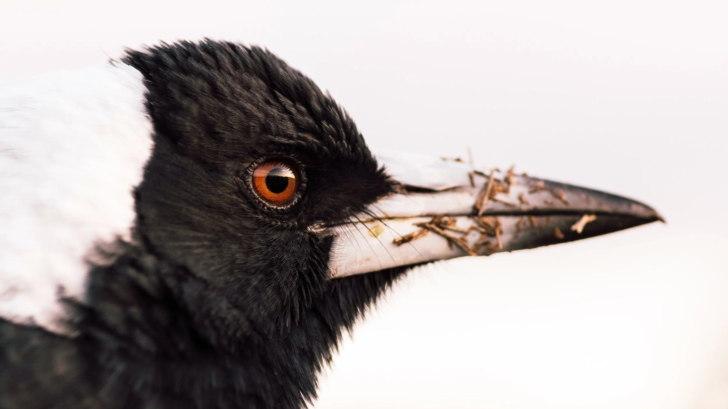 Magpie Portrait #1, Deagon, Brisbane, 2016