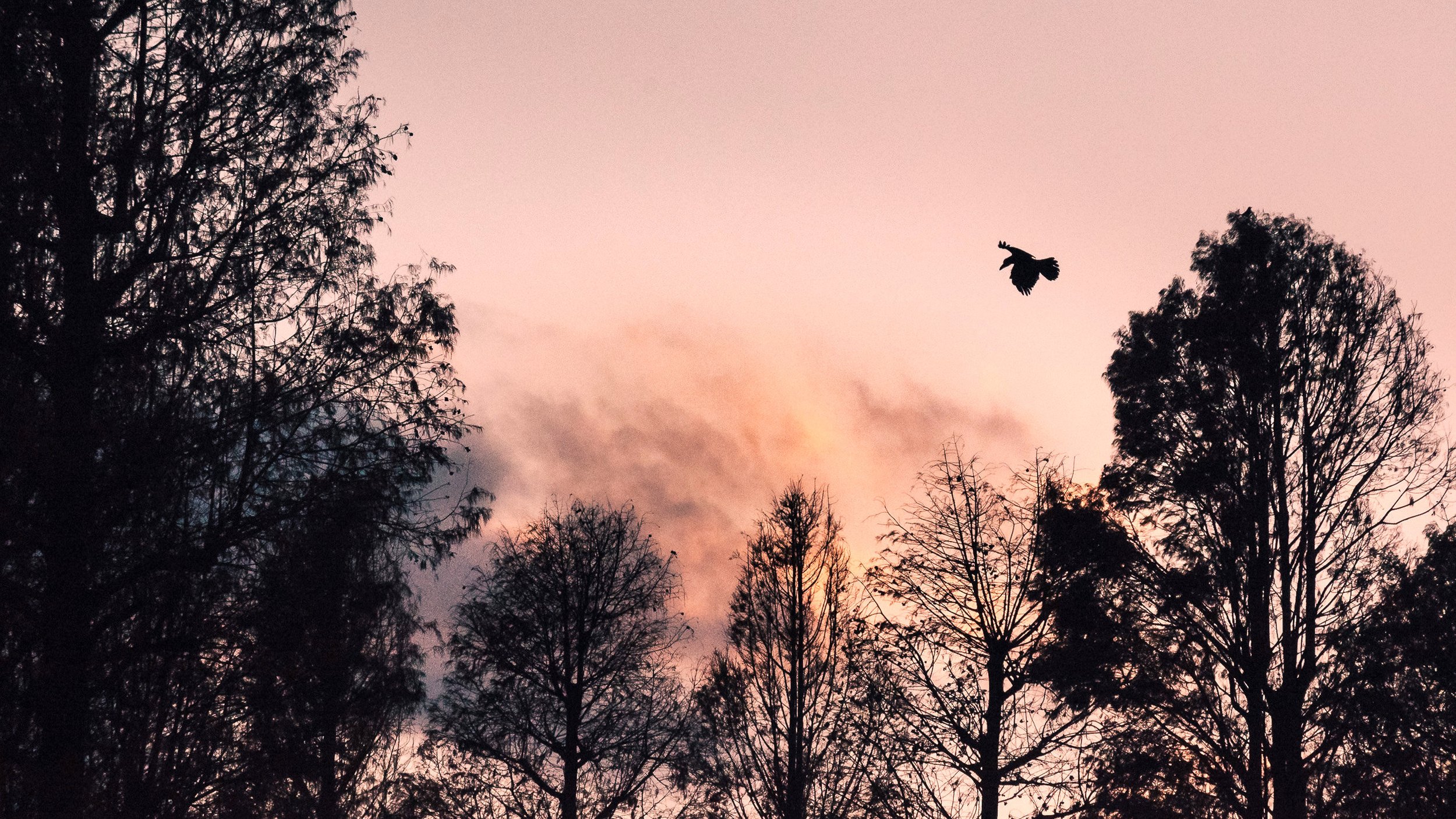 Last Crow, Kichijoji, Tokyo, 2019