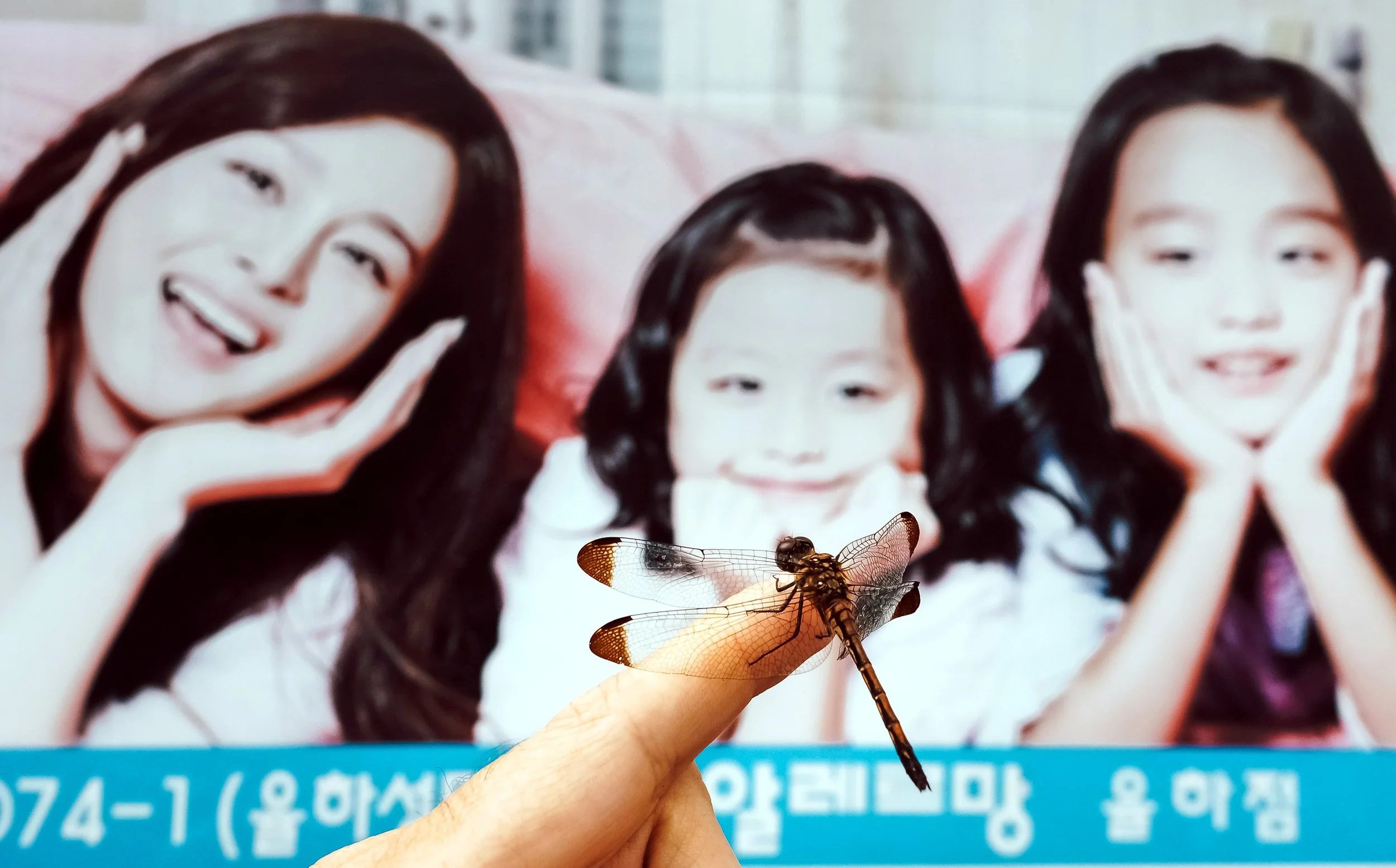 Dragon Trance, Jangyu, South Korea, 2013